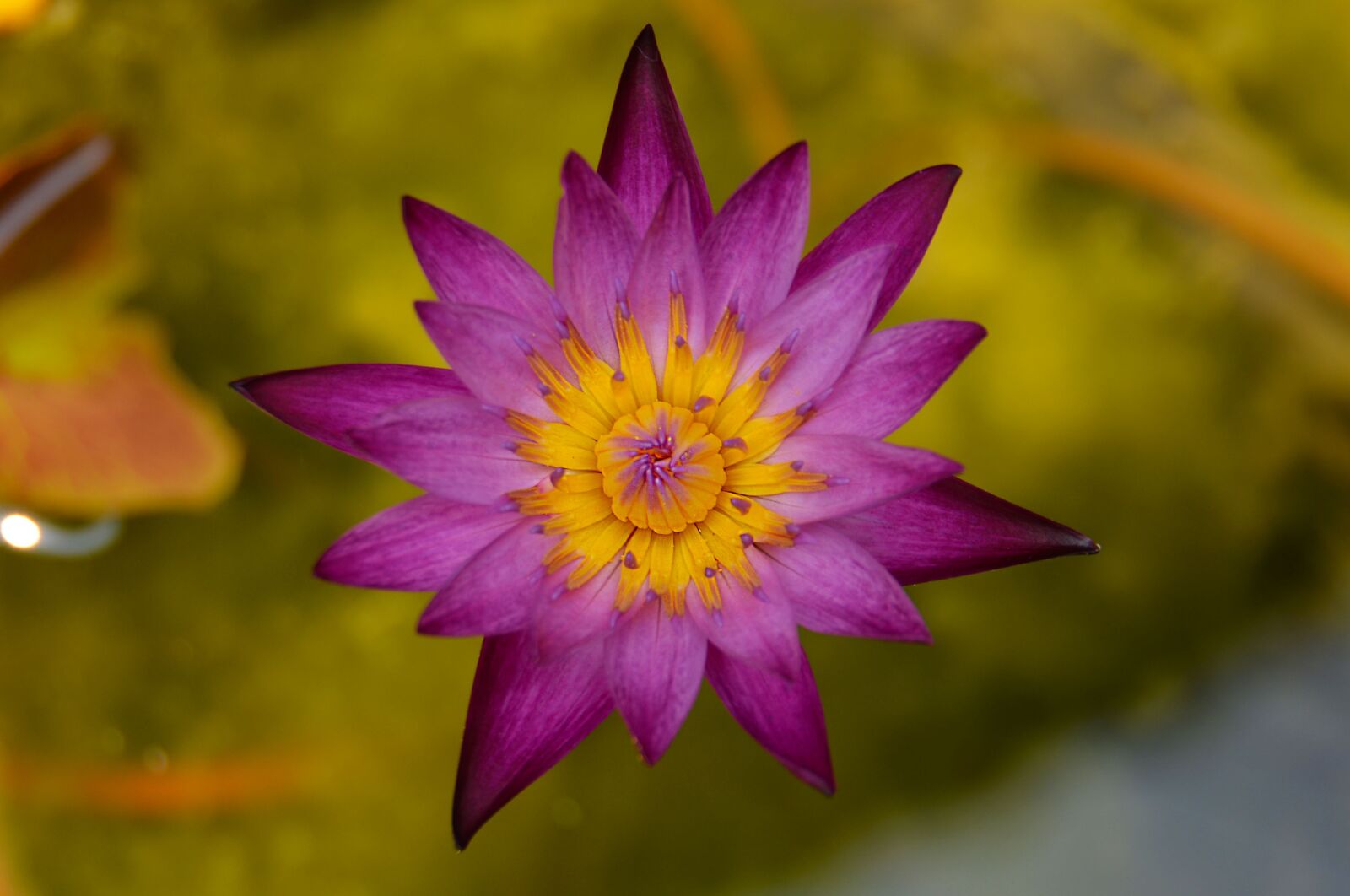 Nikon D5200 sample photo. Lily, flower, natural photography
