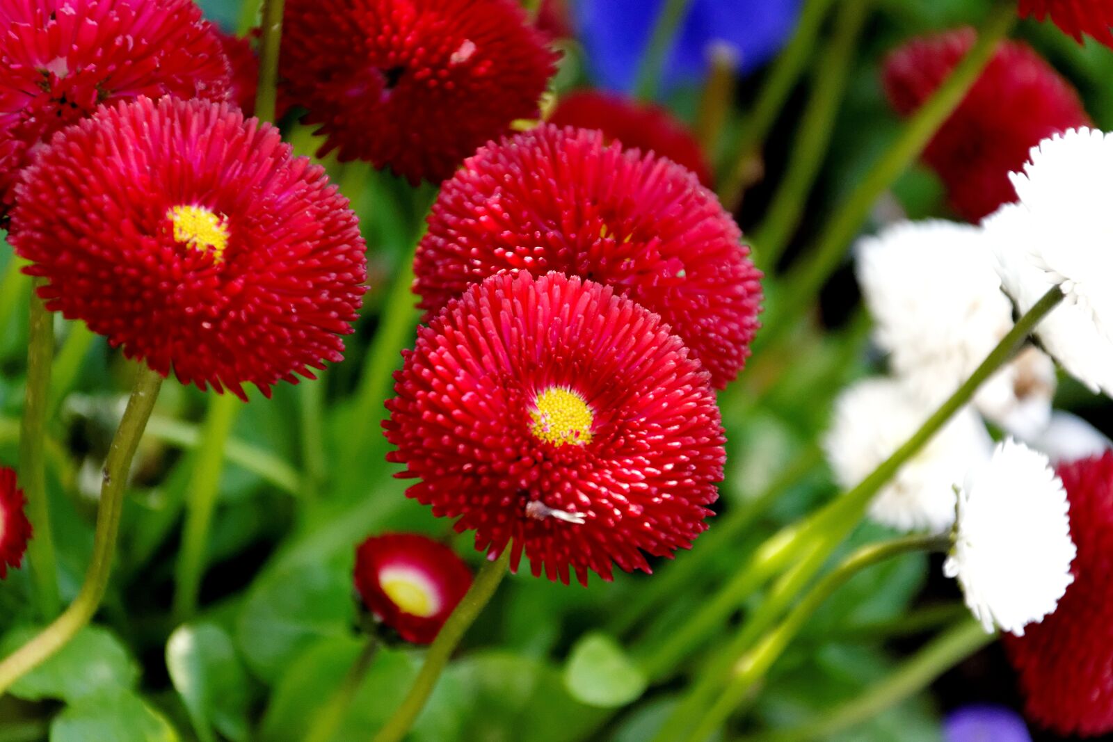 Nikon D5300 sample photo. Spring, flowers, flower photography