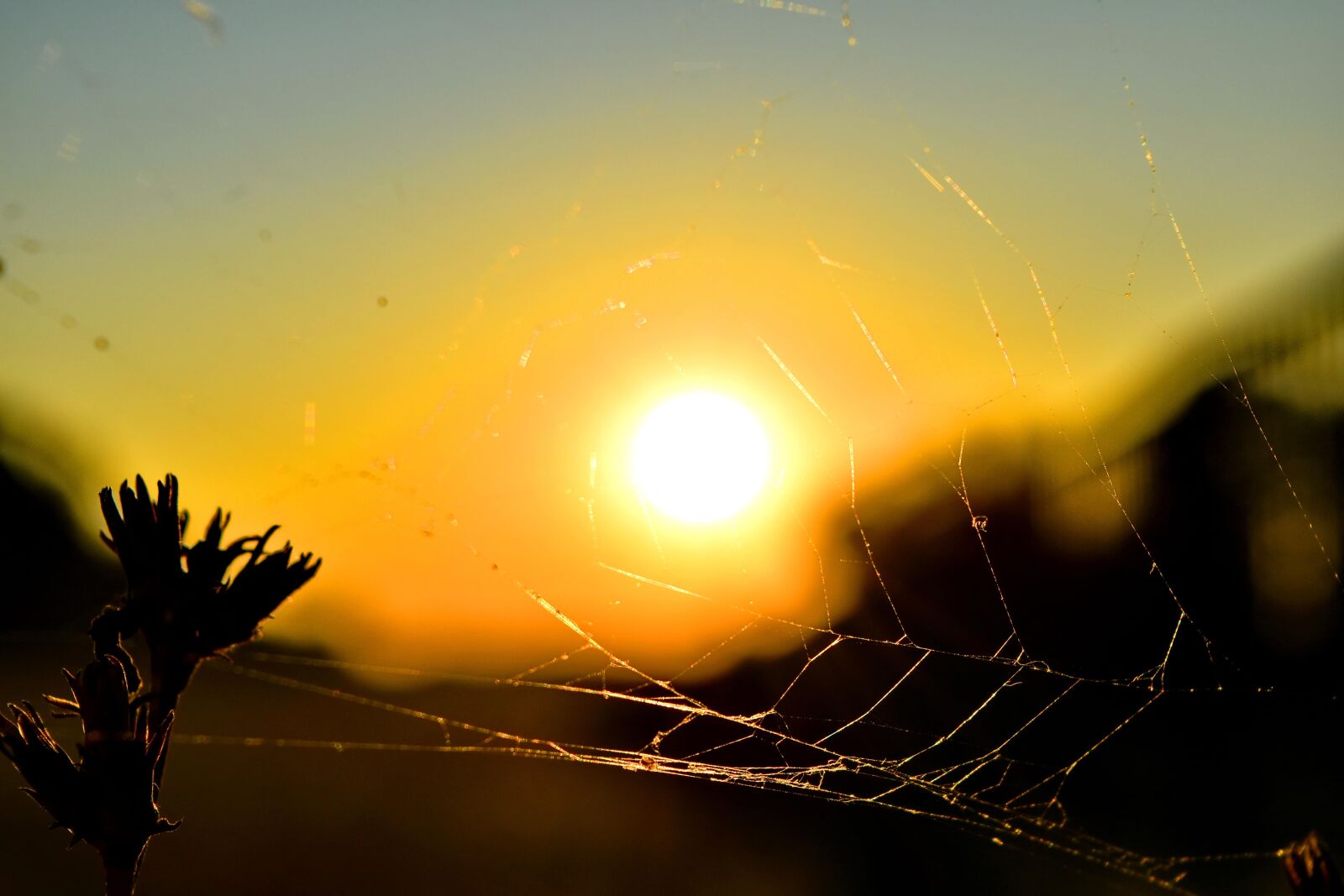 Nikon D5500 sample photo. Summer time, sunset, spider photography