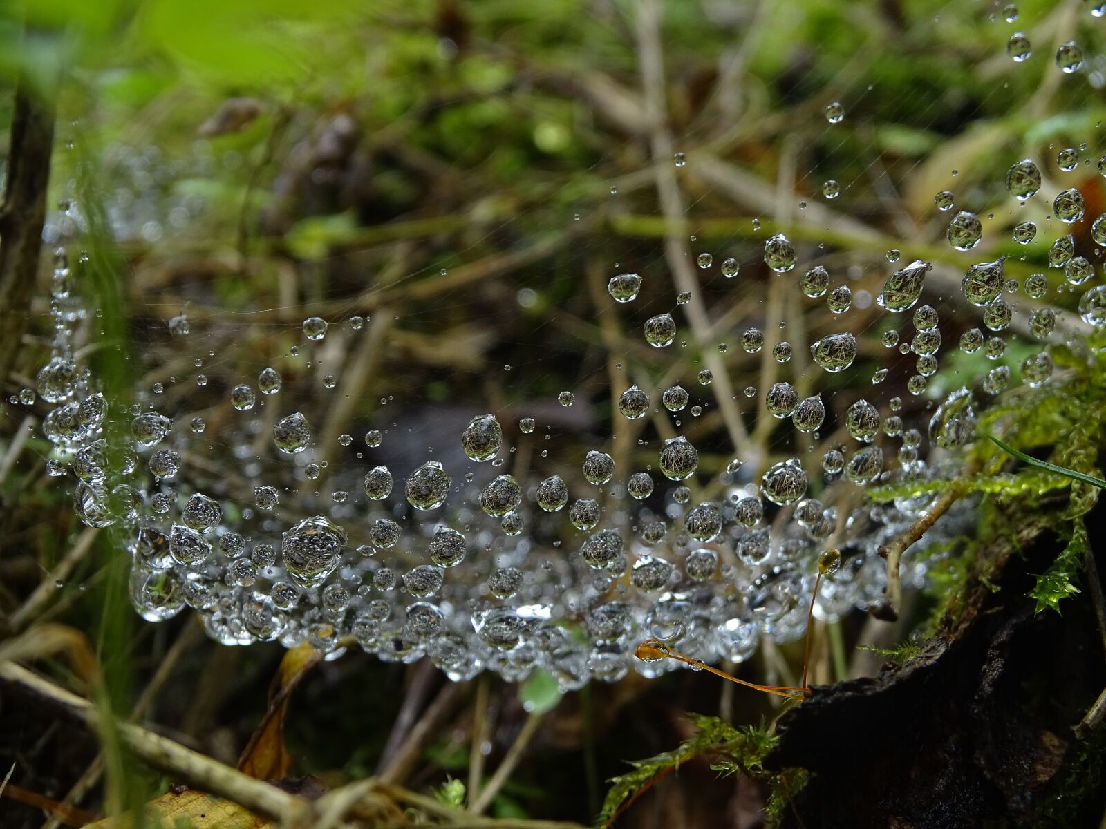 Sony Cyber-shot DSC-HX400V sample photo. Dew, water-drop, moss photography