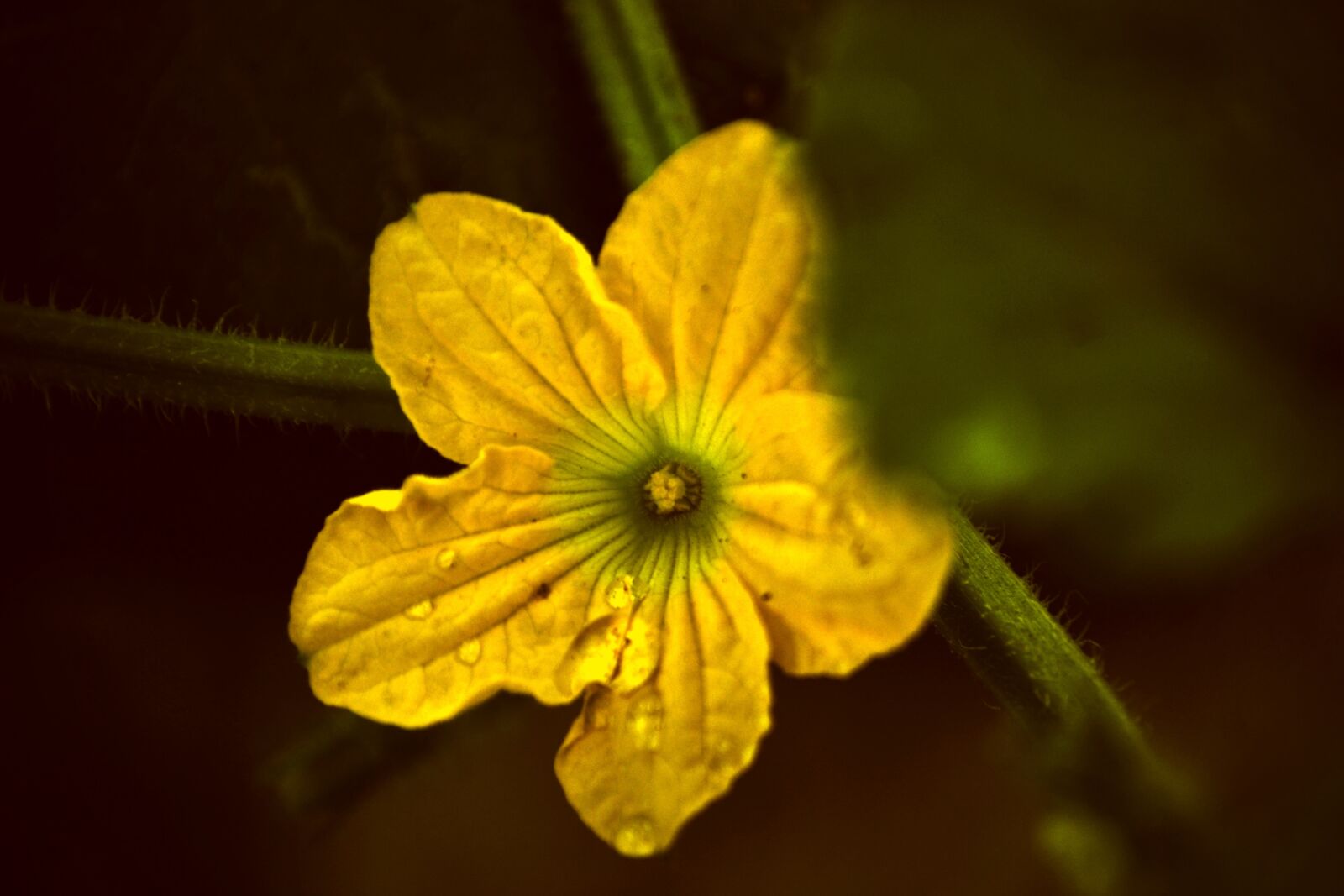 Nikon D3100 sample photo. Flower, bloom, yellow photography