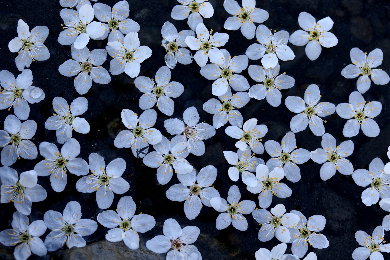 Canon EF-S 60mm F2.8 Macro USM sample photo. Flowers, white, waterline photography
