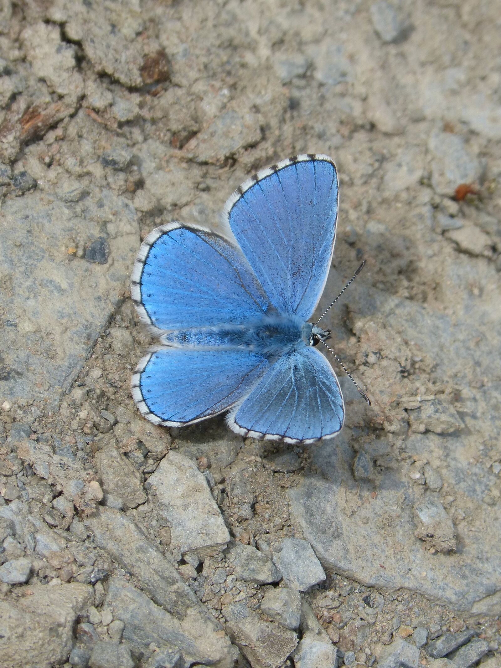 Panasonic DMC-FZ62 sample photo. Butterfly, blue butterfly, blaveta photography