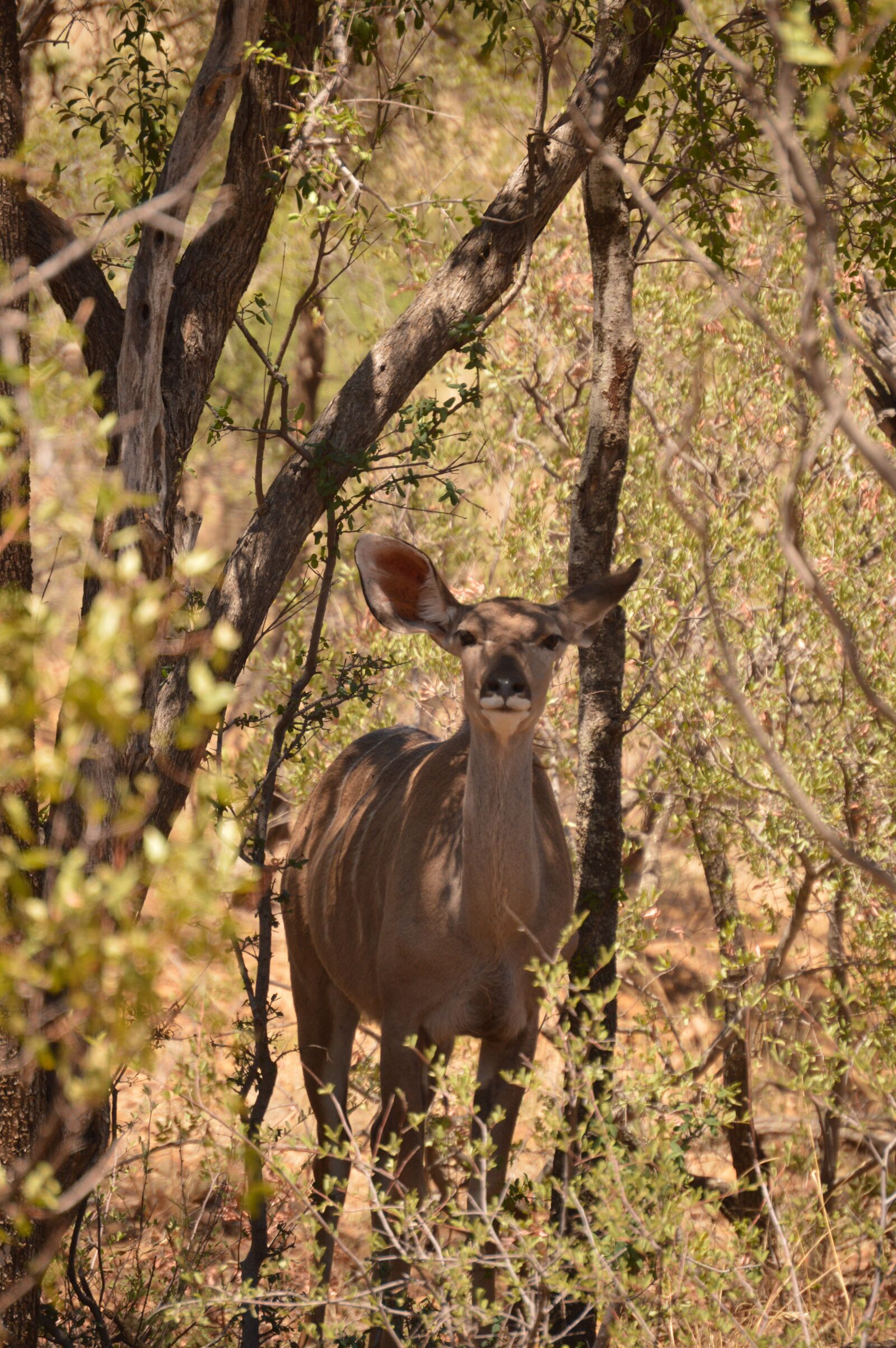 Nikon D3200 sample photo. Goat, wild, nature photography