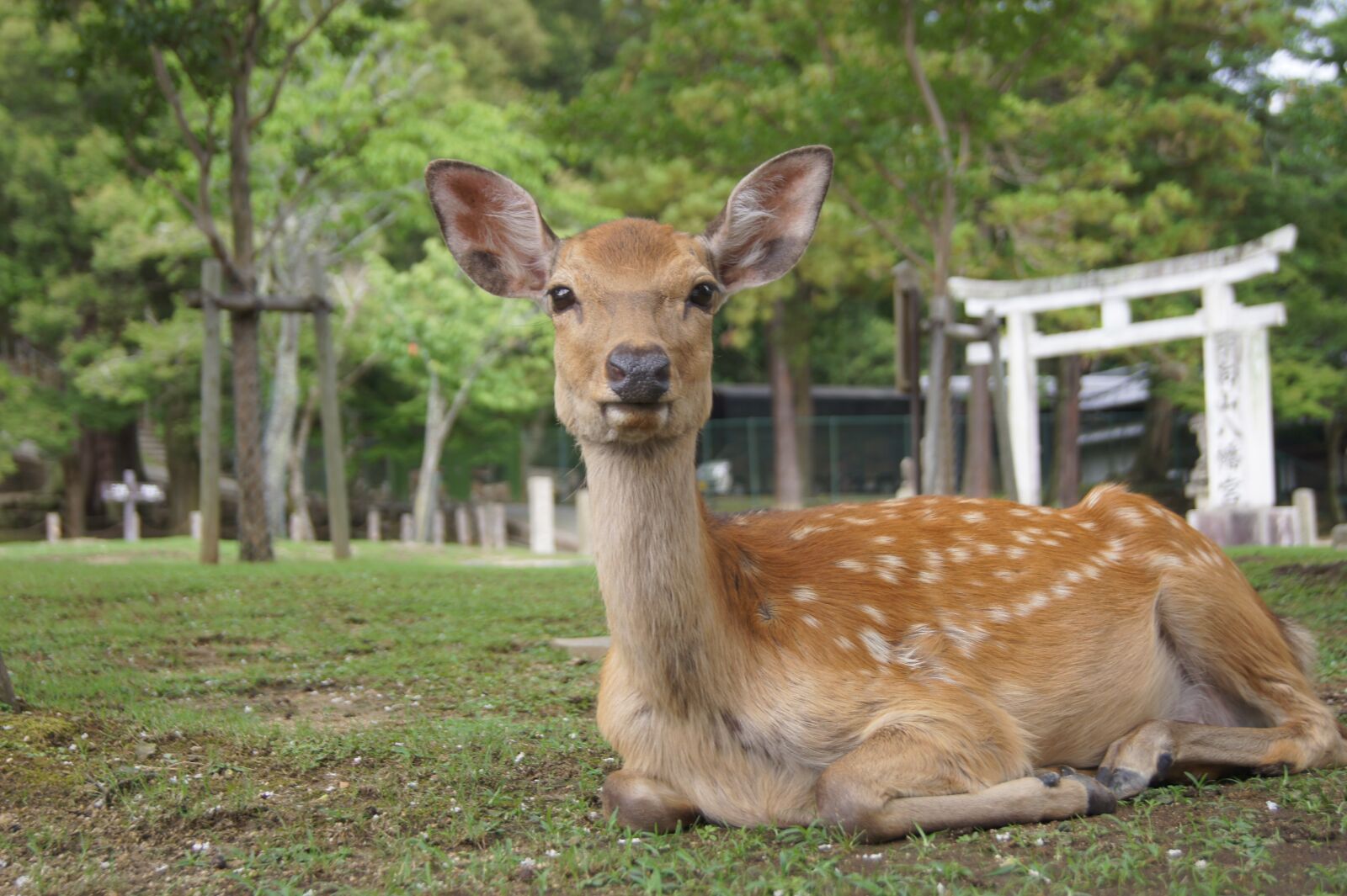 Sony SLT-A33 sample photo. Japan, deer, nara photography