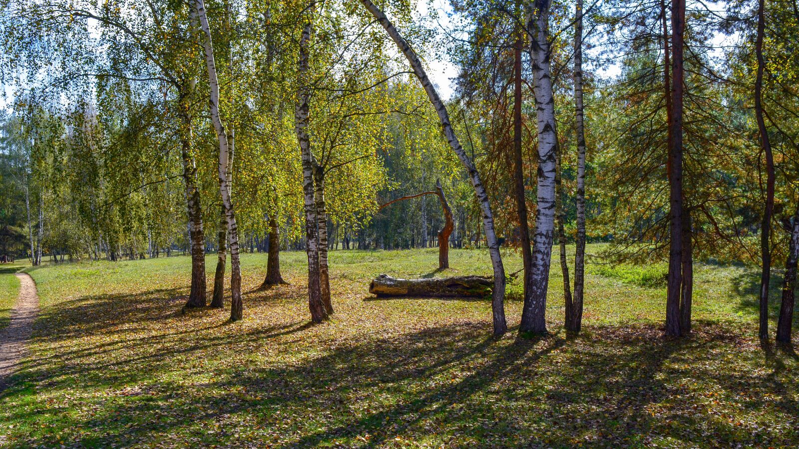 Nikon D5200 sample photo. Nature, forest, autumn photography