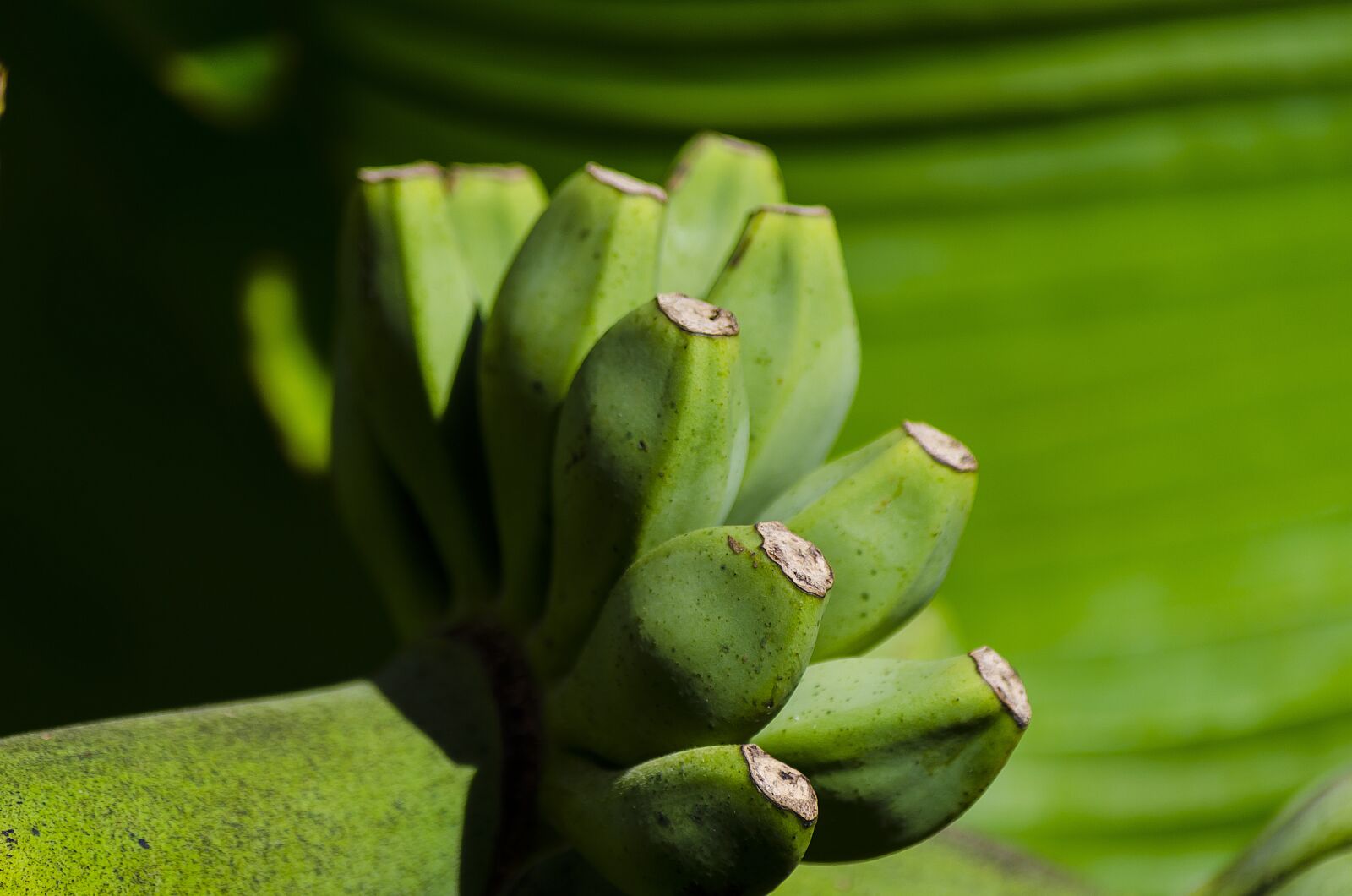 Nikon D7000 sample photo. Banana, banana tree, fruit photography