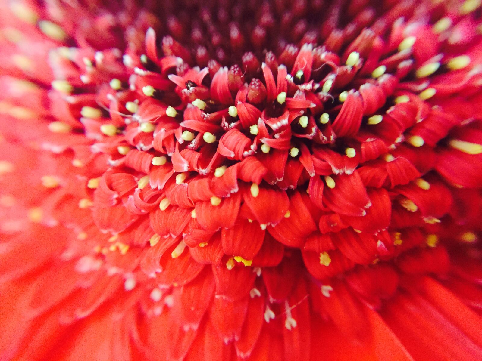 Apple iPhone 6 sample photo. Beautiful, flowers photography