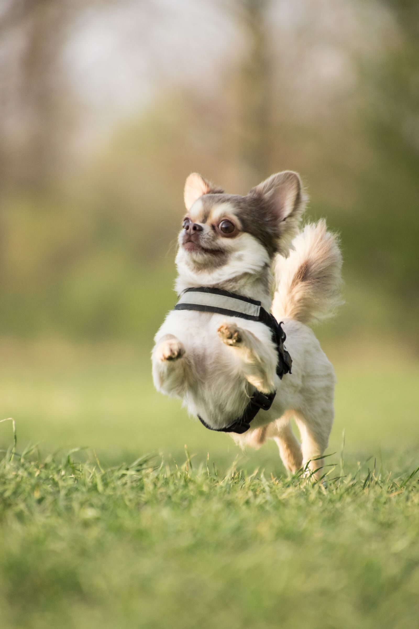 Nikon D5600 sample photo. Dog, chiwawa, animal photography