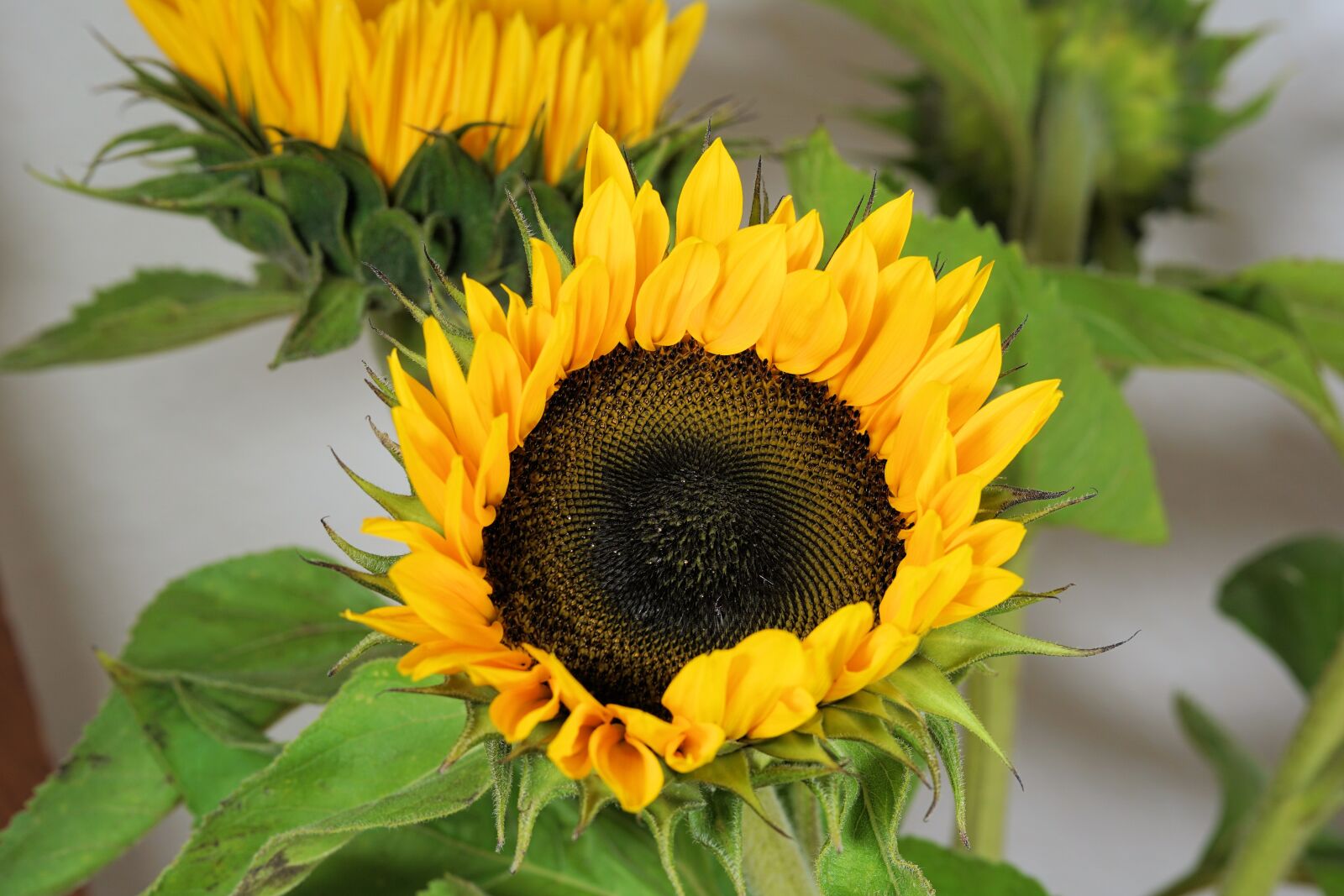 Sony a6000 + E 60mm F2.8 sample photo. Sunflower, flower, blossom photography