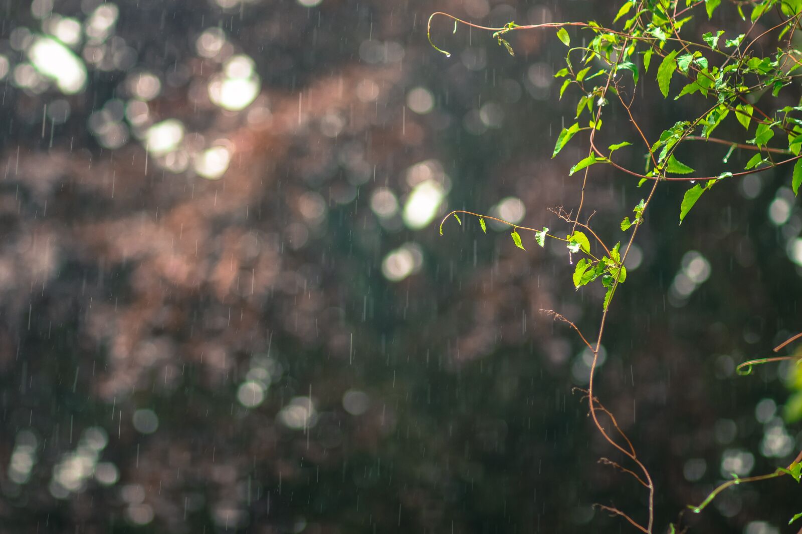 Canon EOS 700D (EOS Rebel T5i / EOS Kiss X7i) + Canon EF 85mm F1.8 USM sample photo. Raining, photo, blur photography