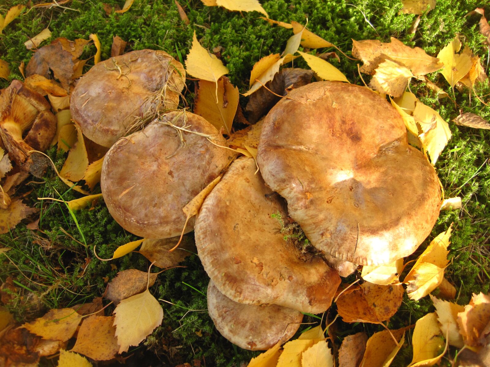Canon PowerShot SD1200 IS (Digital IXUS 95 IS / IXY Digital 110 IS) sample photo. Mushroom family, bare shuffletruffle photography
