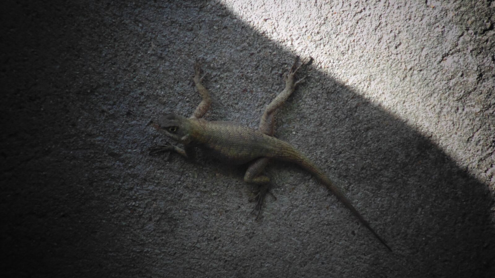 Sony DSC-H100 sample photo. Wall, lizard, cement photography