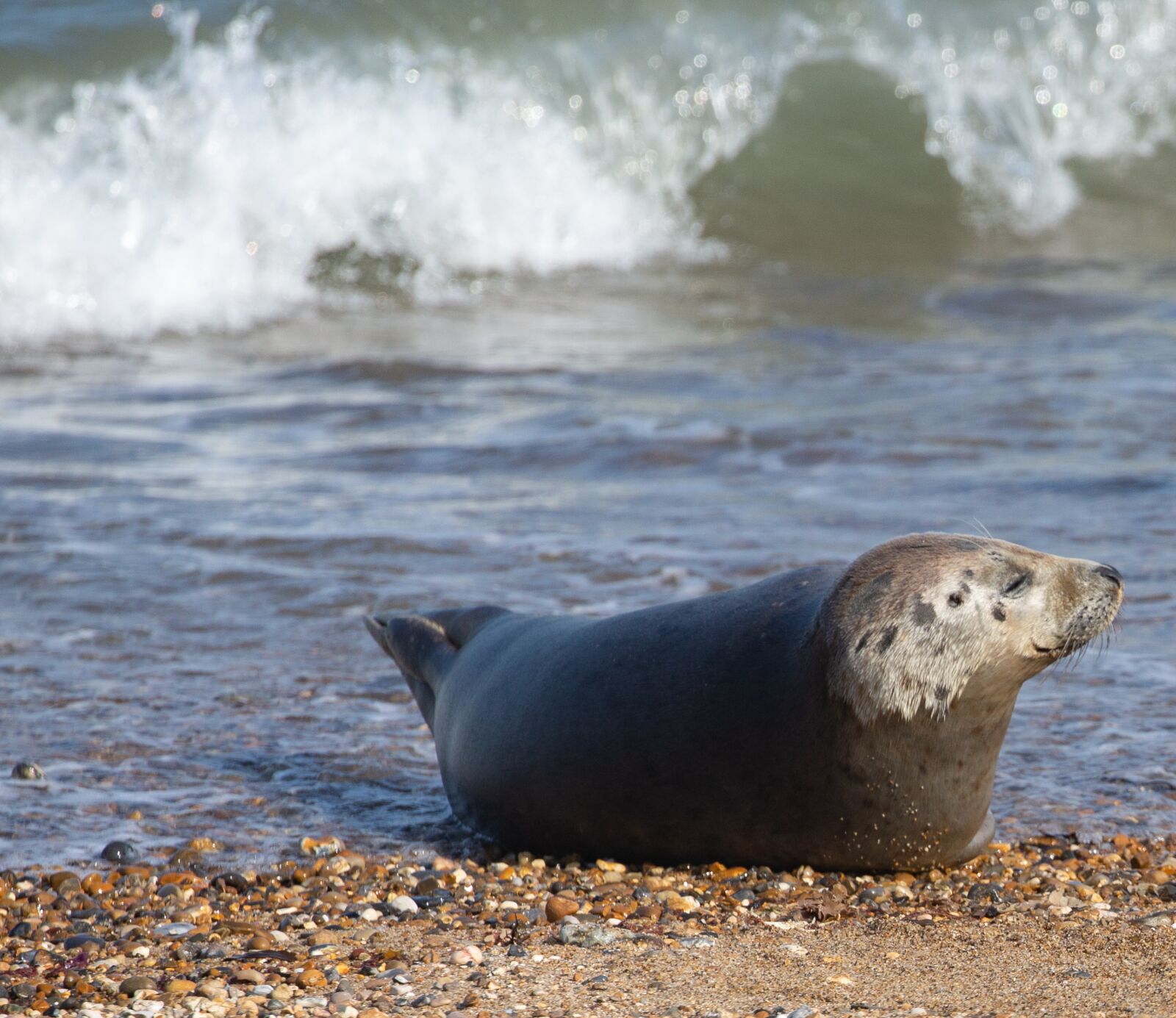 Canon EOS 5D Mark III sample photo. Harbor seal, seal, coast photography