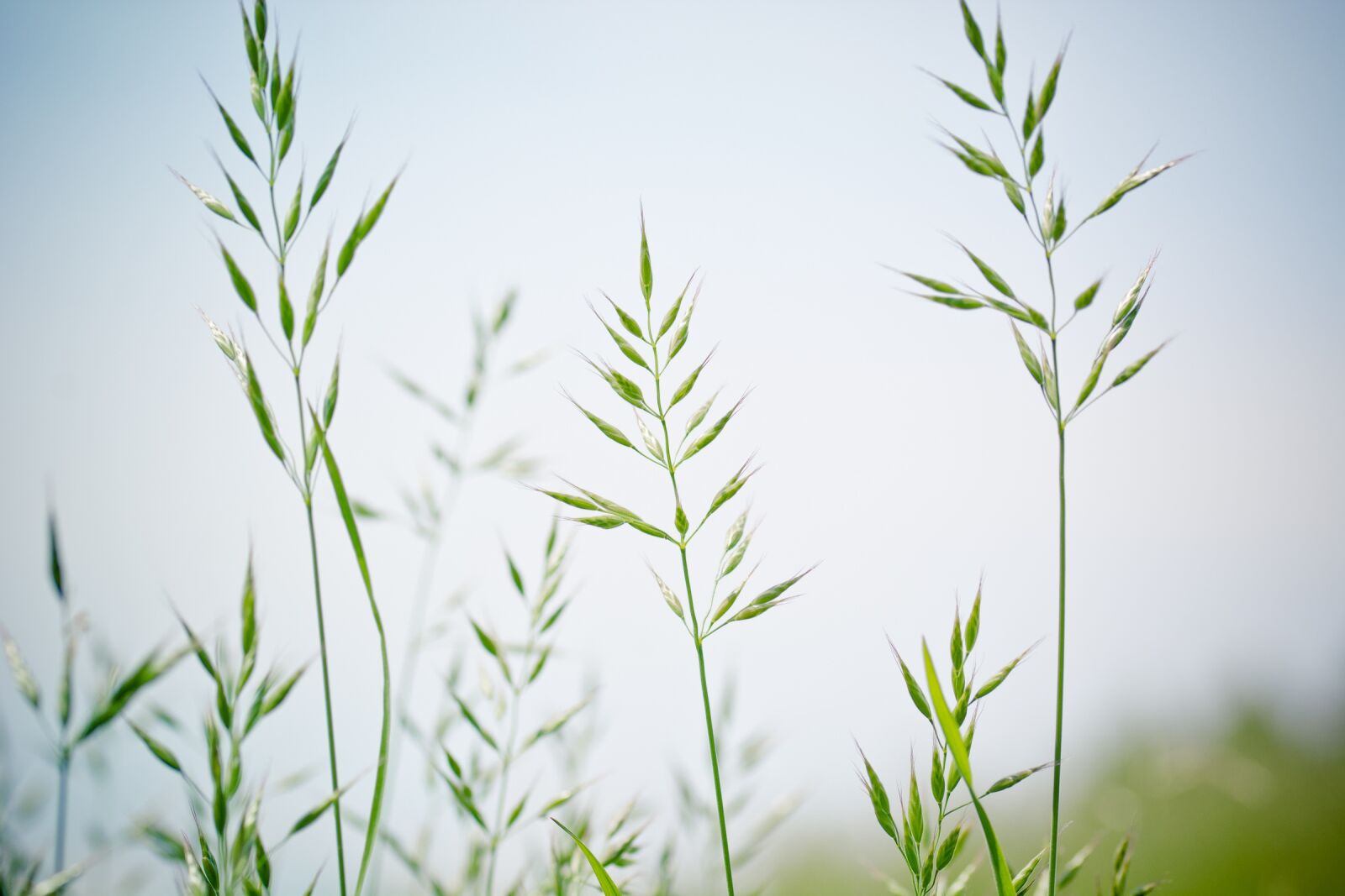 Nikon D7100 sample photo. Pointed-fescue, licorice, ear photography
