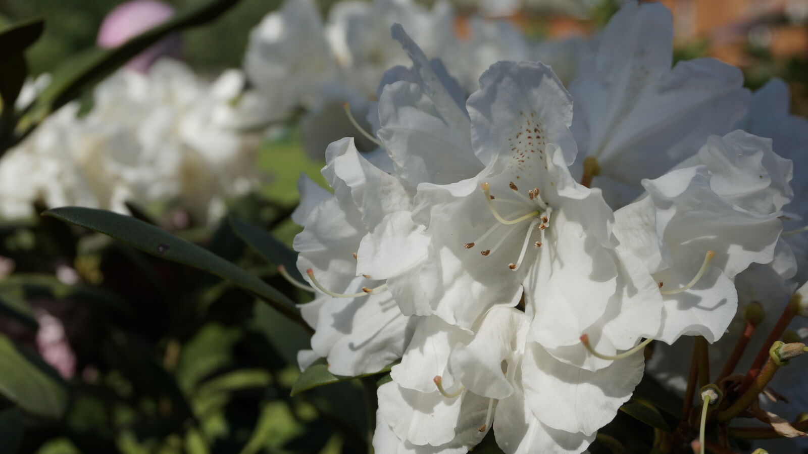 Sony Alpha NEX-5T sample photo