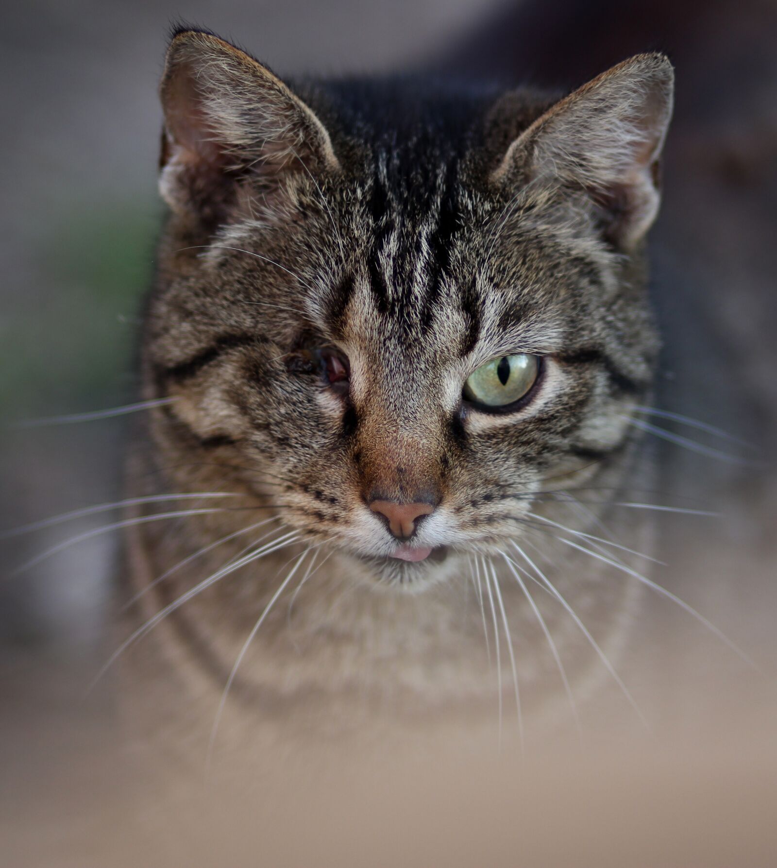 Canon EOS 700D (EOS Rebel T5i / EOS Kiss X7i) + Canon EF 85mm F1.8 USM sample photo. Cat, coloring, pet photography