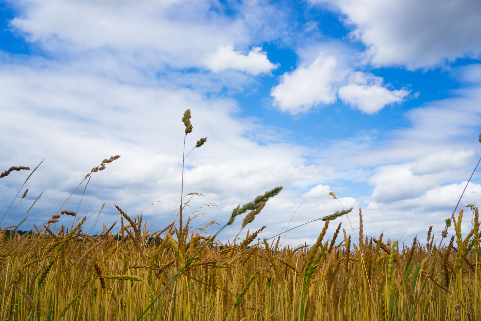 Sony a6000 sample photo. Field, sky, blue photography