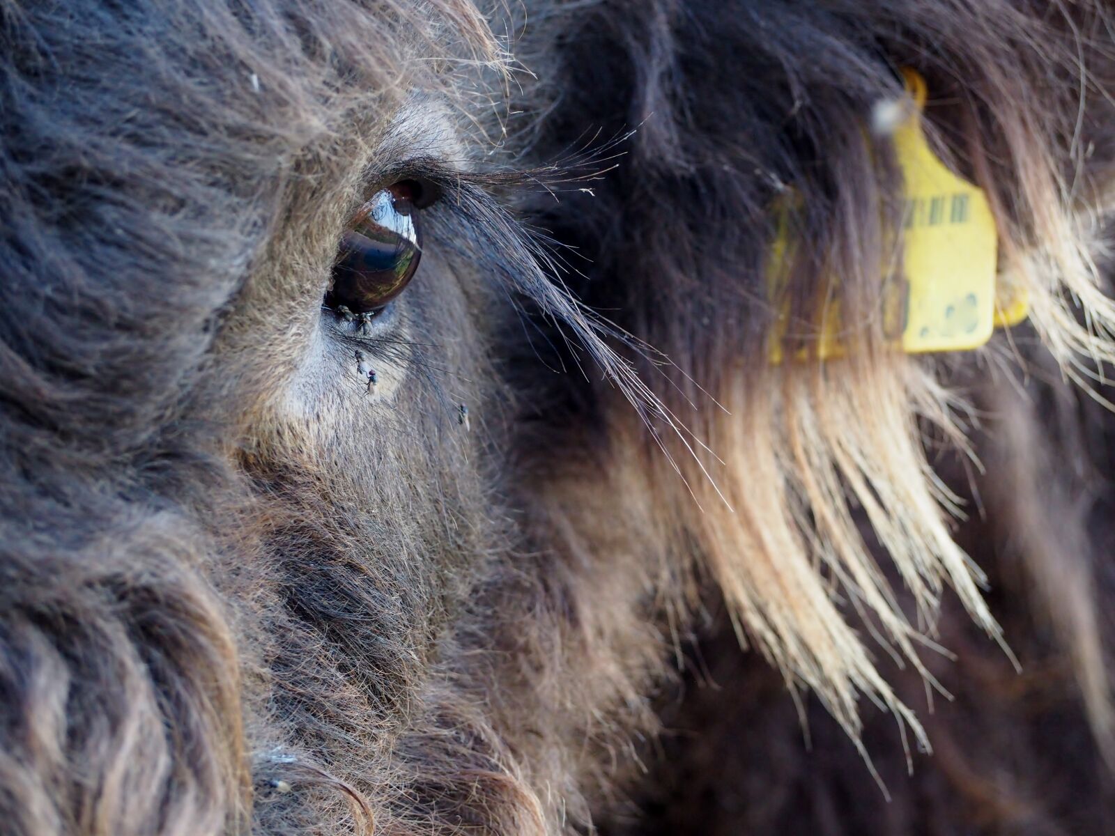 Olympus OM-D E-M10 sample photo. Beef, highland beef, scottish photography