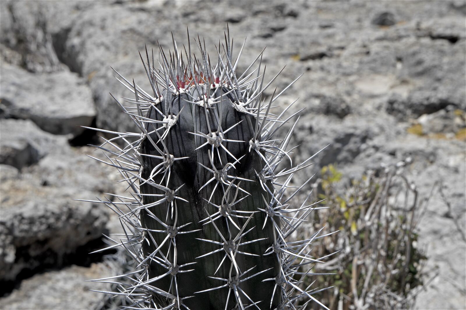 Sony Alpha a3000 sample photo. Cactus, spines, landscape photography