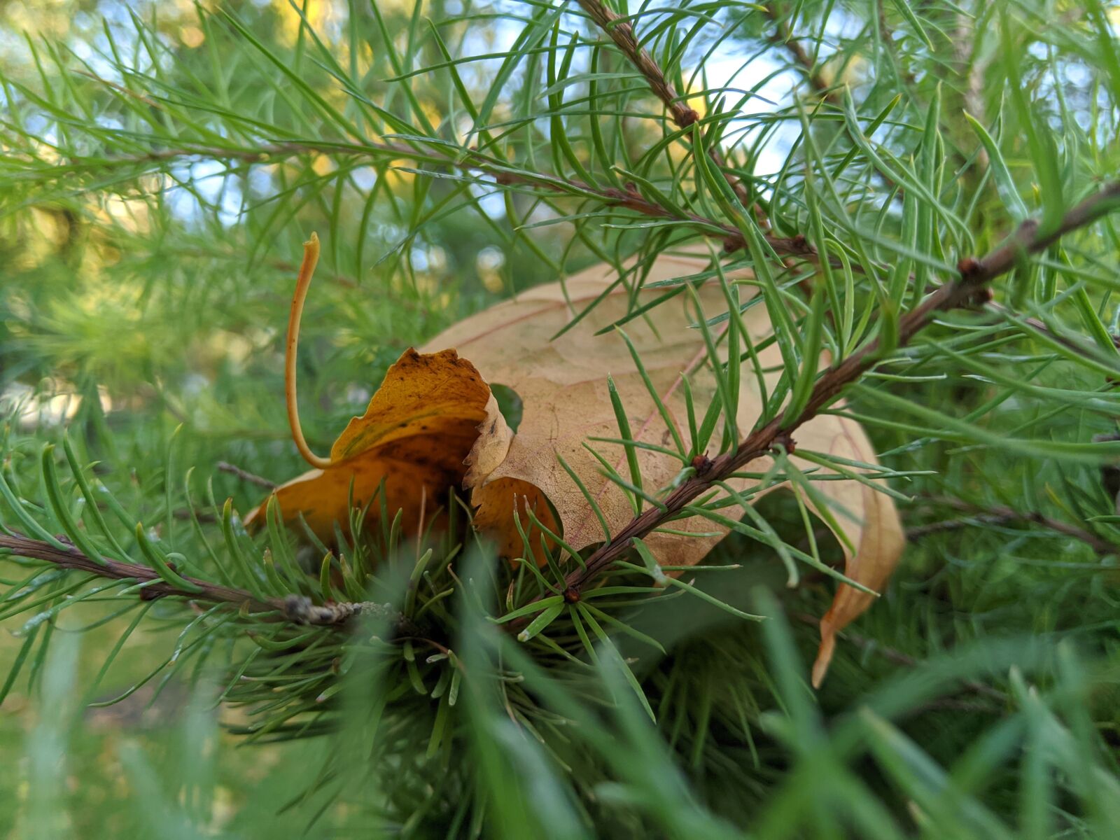 HMD Global Nokia 7 plus sample photo. Green, leaf, nature photography