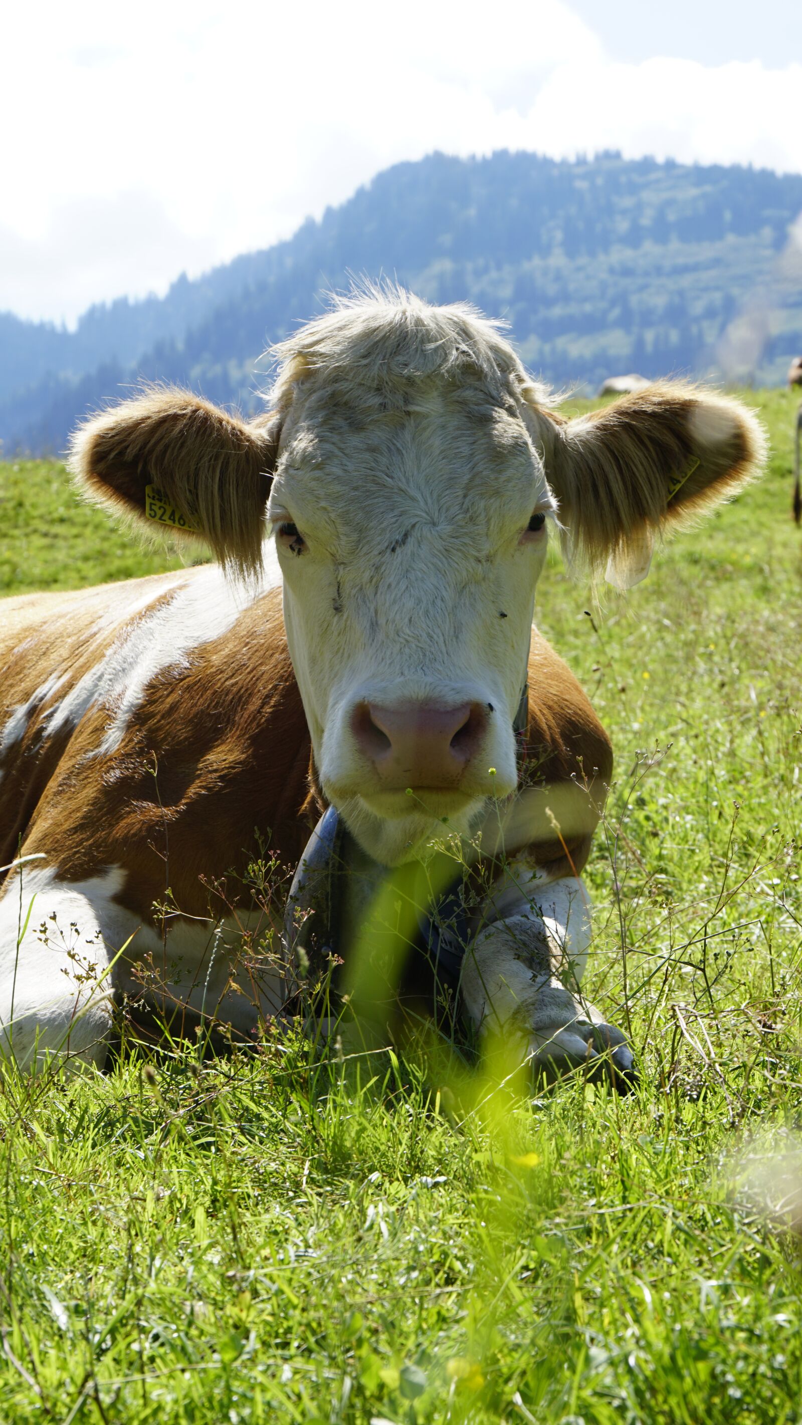 Sony a6300 + Sony Vario-Tessar T* E 16-70mm F4 ZA OSS sample photo. Cow, mammal, animal photography