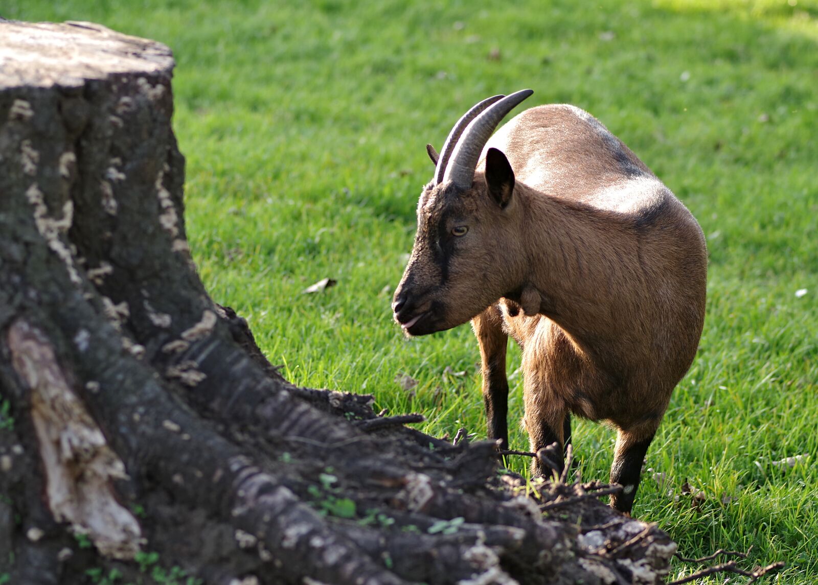 Pentax K-S2 sample photo. Goat, brown, animal photography