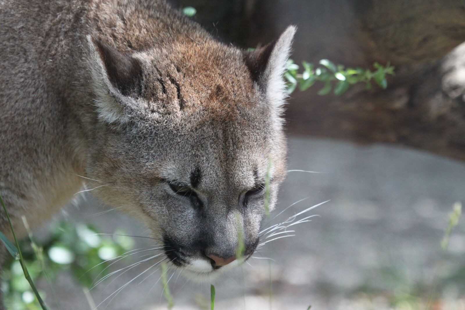 Canon EOS 500D (EOS Rebel T1i / EOS Kiss X3) sample photo. Puma, big cat, animal photography