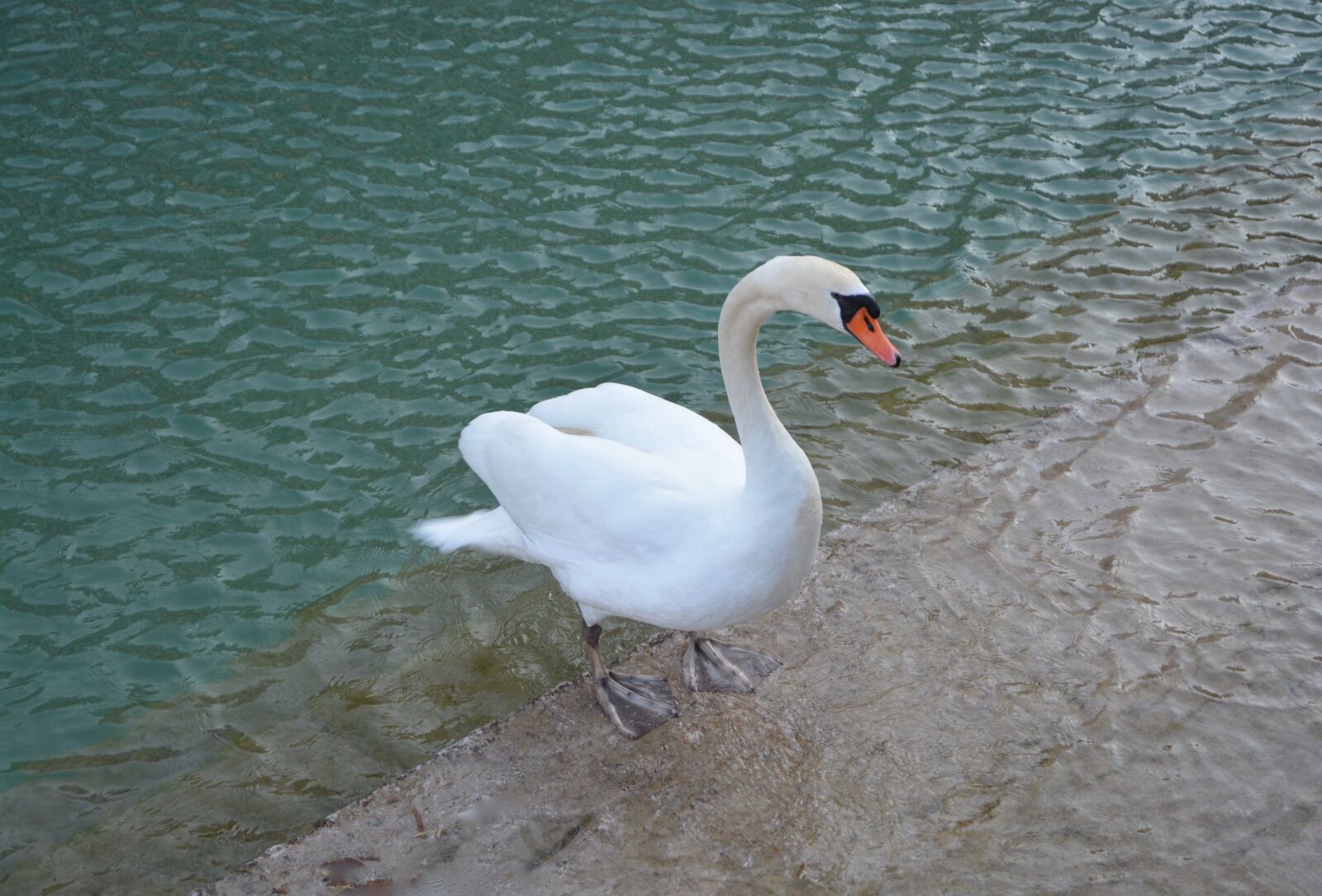 Nikon D5200 sample photo. Swan, bird, fresh water photography