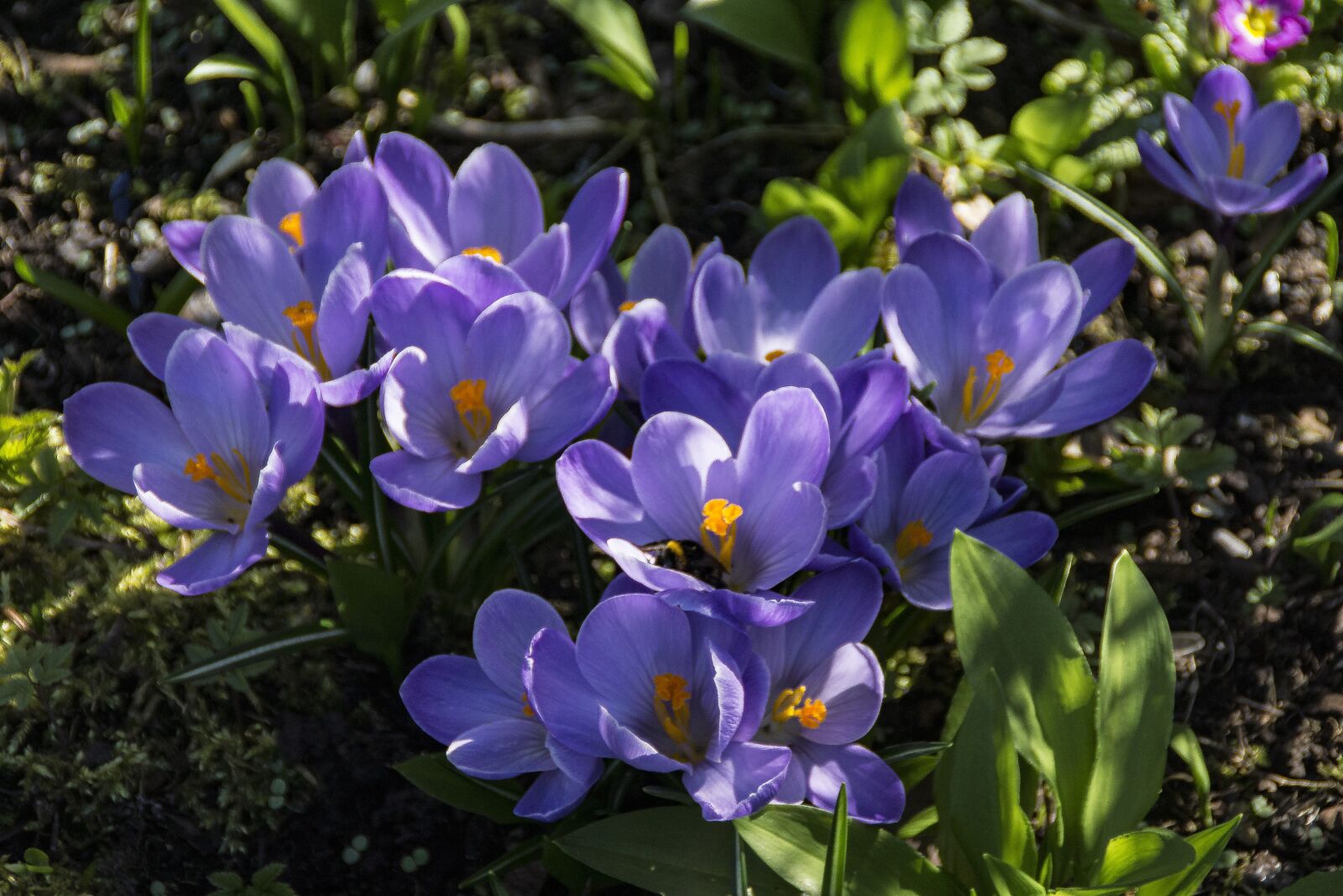 Sony SLT-A77 sample photo. Spring, crocus, flower photography