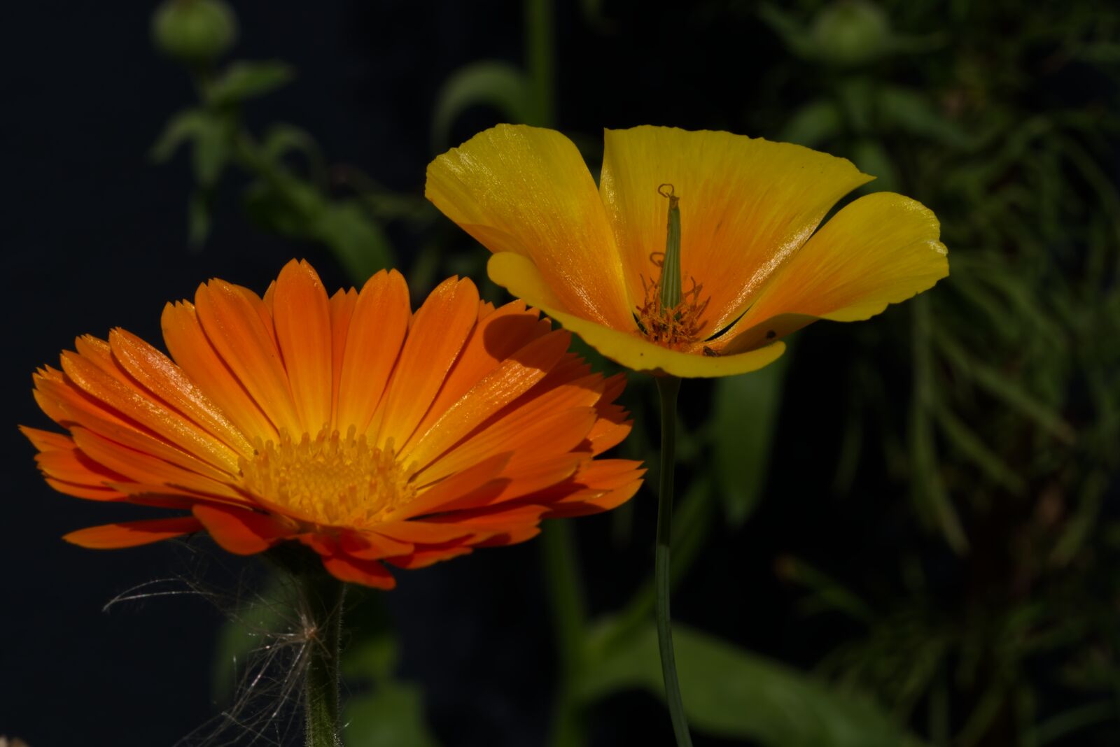 Nikon D5500 sample photo. Flower, blossom, bloom photography