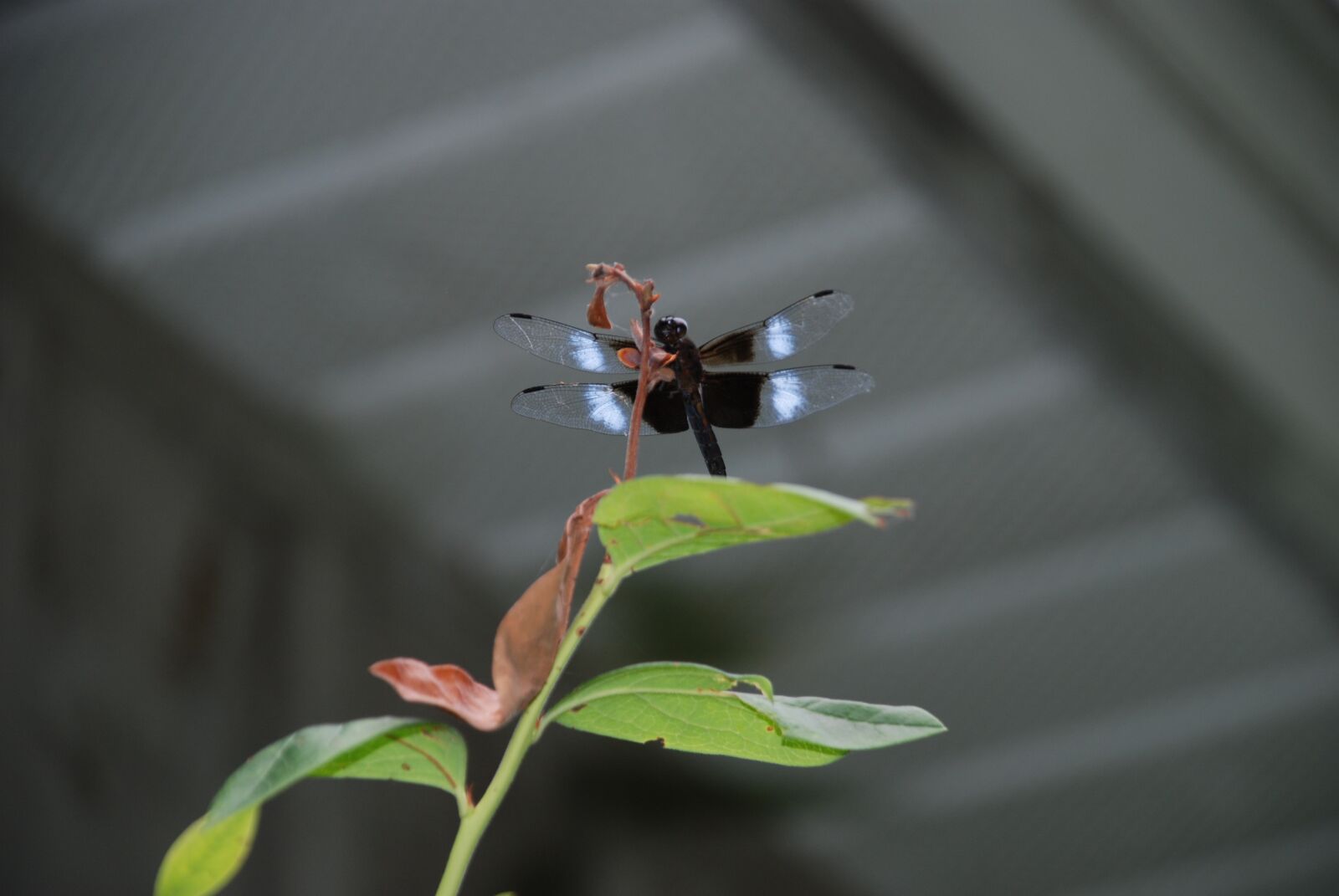 Nikon D80 sample photo. Dragonfly, summer, insect photography