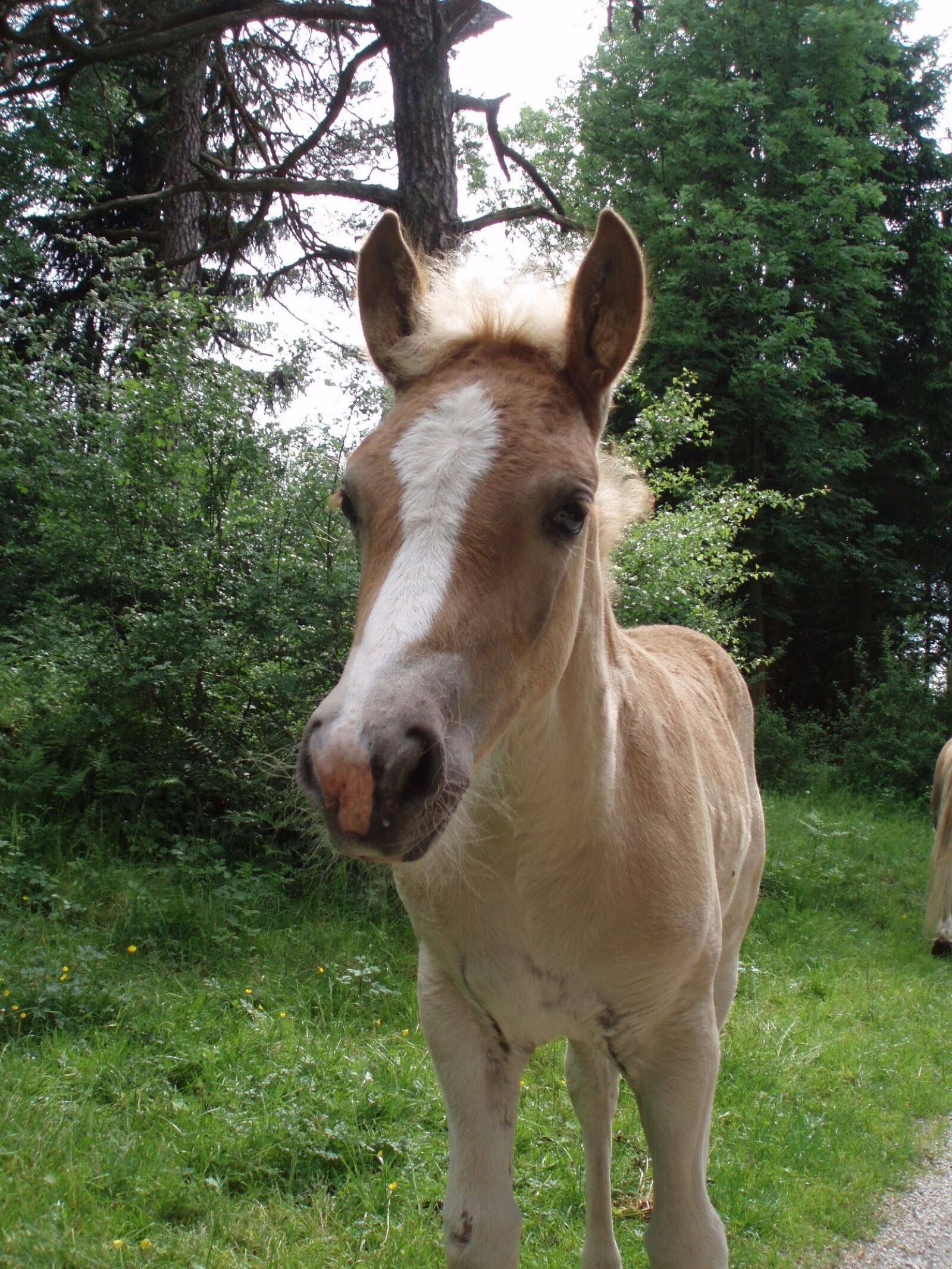 Olympus u700,S700 sample photo. Animal, horse, foal photography