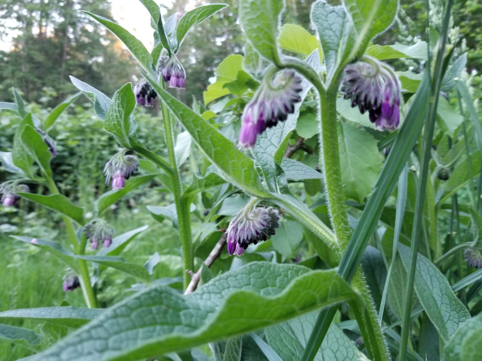 Samsung Galaxy S8 sample photo. Comfrey, symphytom, purple photography