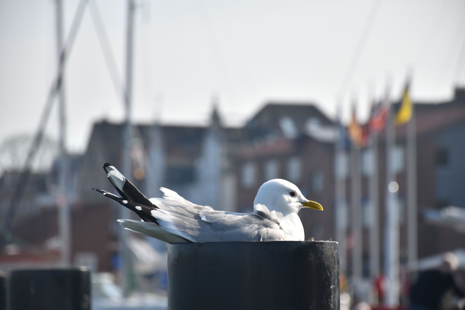 Nikon D5500 sample photo. Seagull, sea, port photography