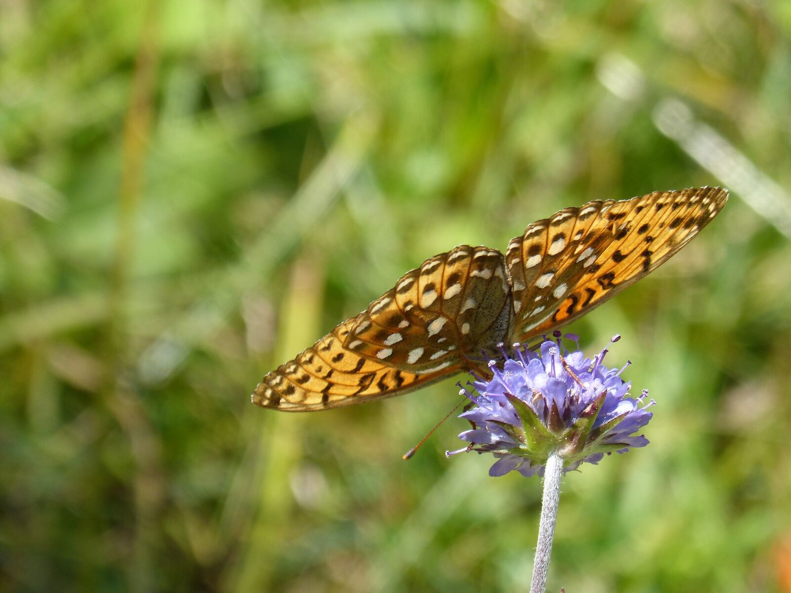 Panasonic DMC-FZ62 sample photo. Butterfly, wild flower, libar photography