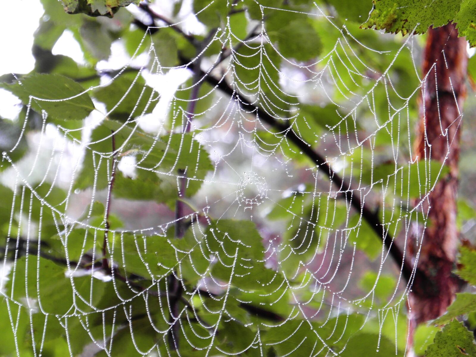 Samsung WB750 sample photo. Summer, spiderweb, the dew photography
