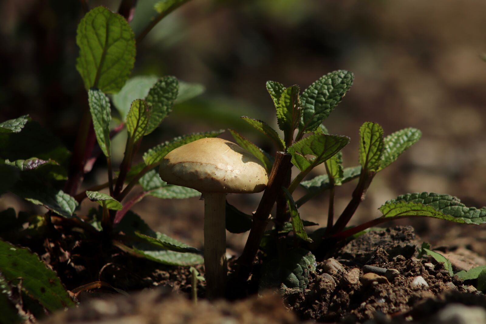 Canon EOS 800D (EOS Rebel T7i / EOS Kiss X9i) sample photo. Mushroom, earth, forest floor photography
