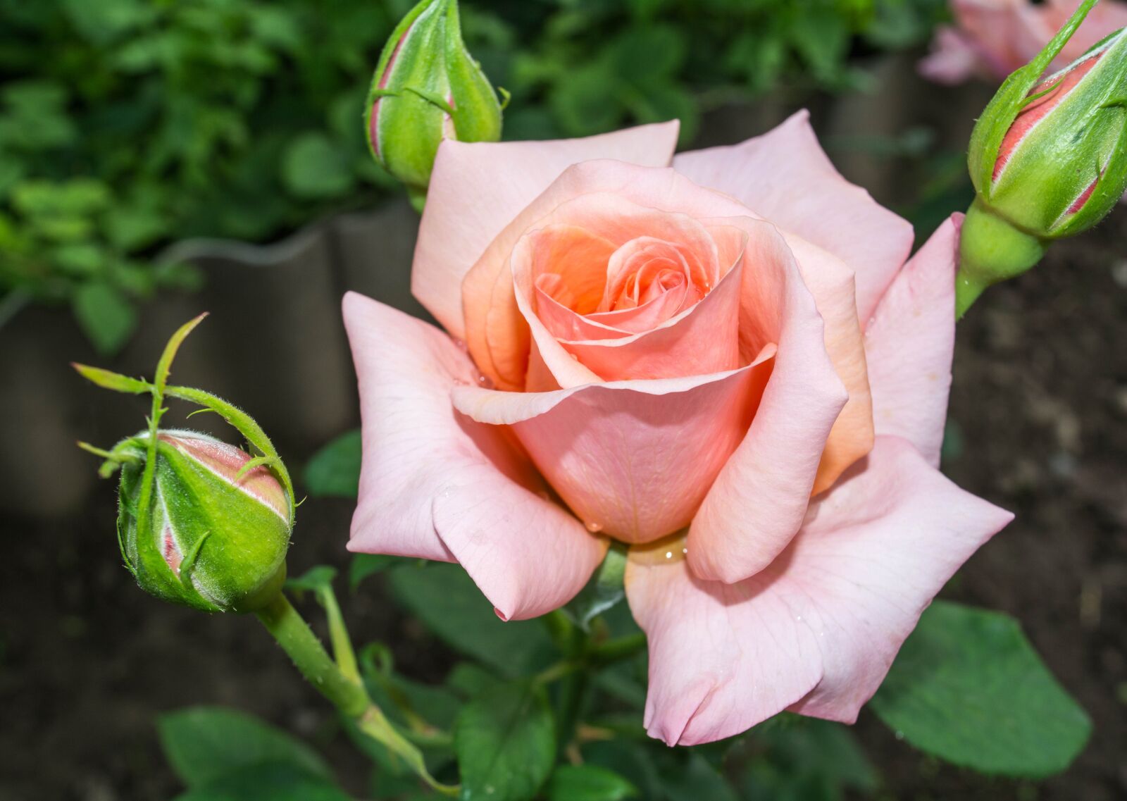 Nikon D5200 sample photo. Flowers, rose, nature photography