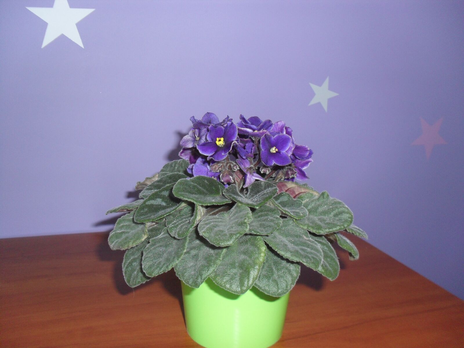 Samsung ES60 / VLUU ES60 /  SL105 /  ES63 sample photo. Flower pot, blue, flower photography