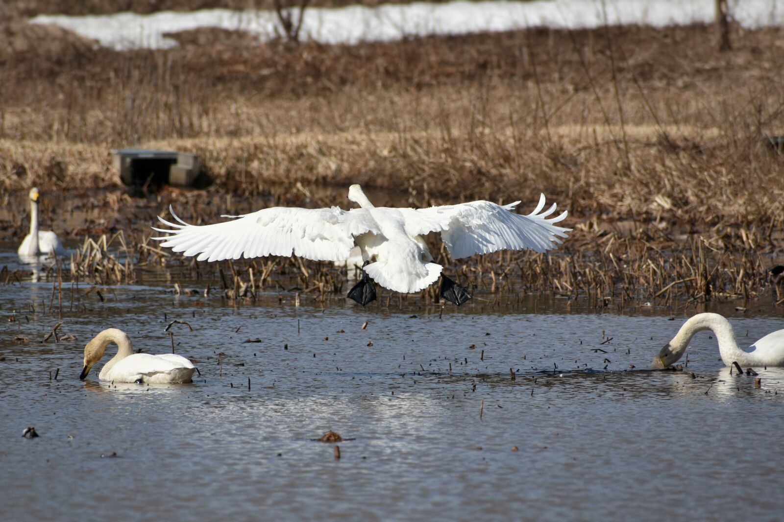 Nikon D7200 sample photo. Animal, lake, waterside photography