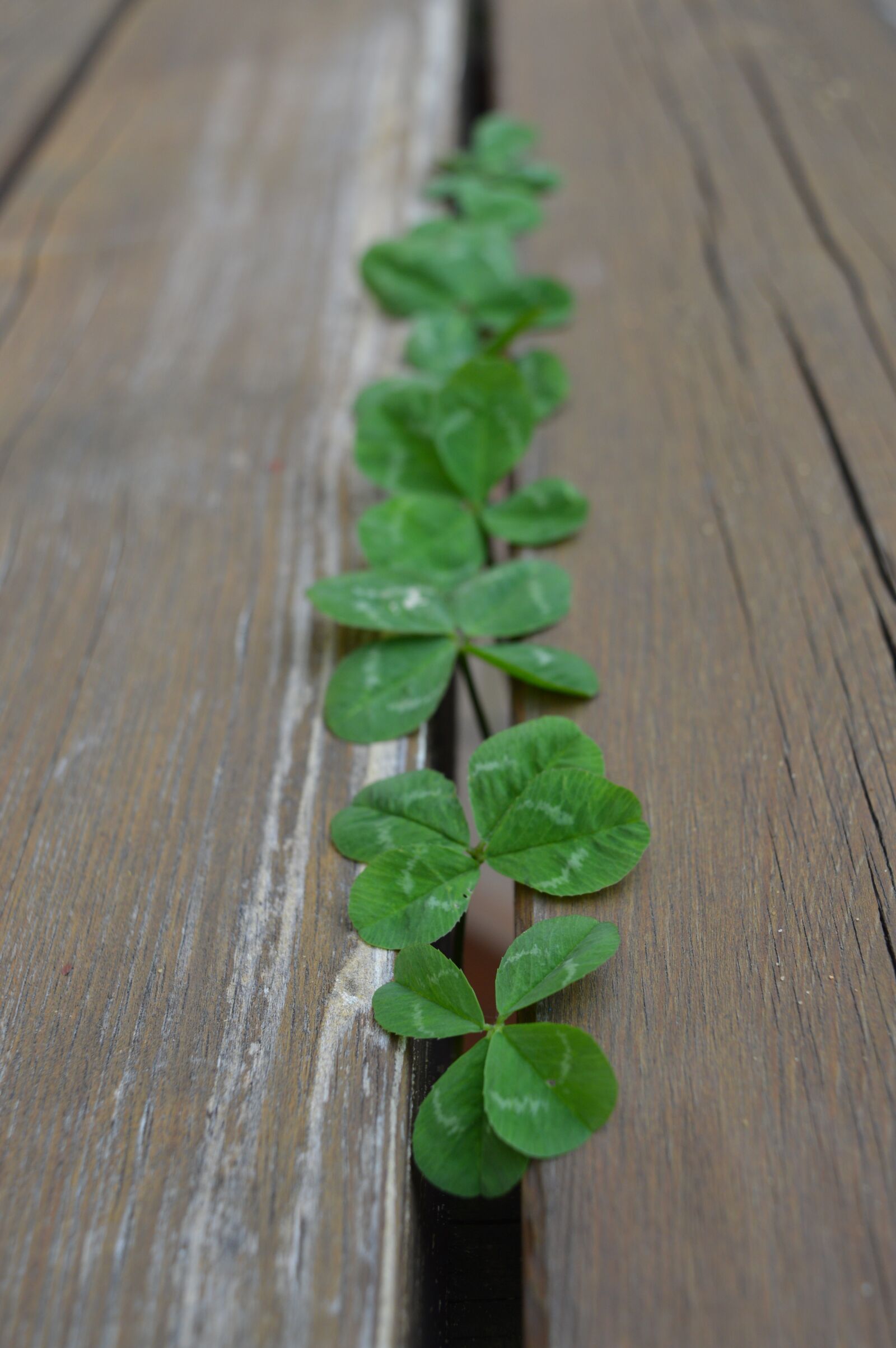 Nikon D3200 sample photo. Clovers, symbol, happiness photography