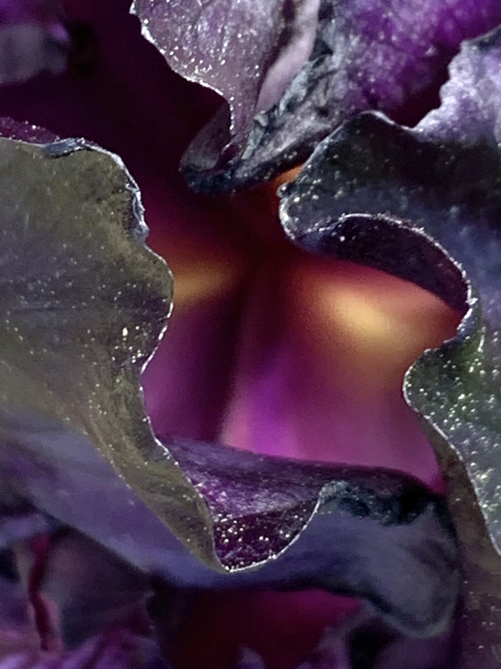 Apple iPhone XR sample photo. Purple flower, flower, flowers photography