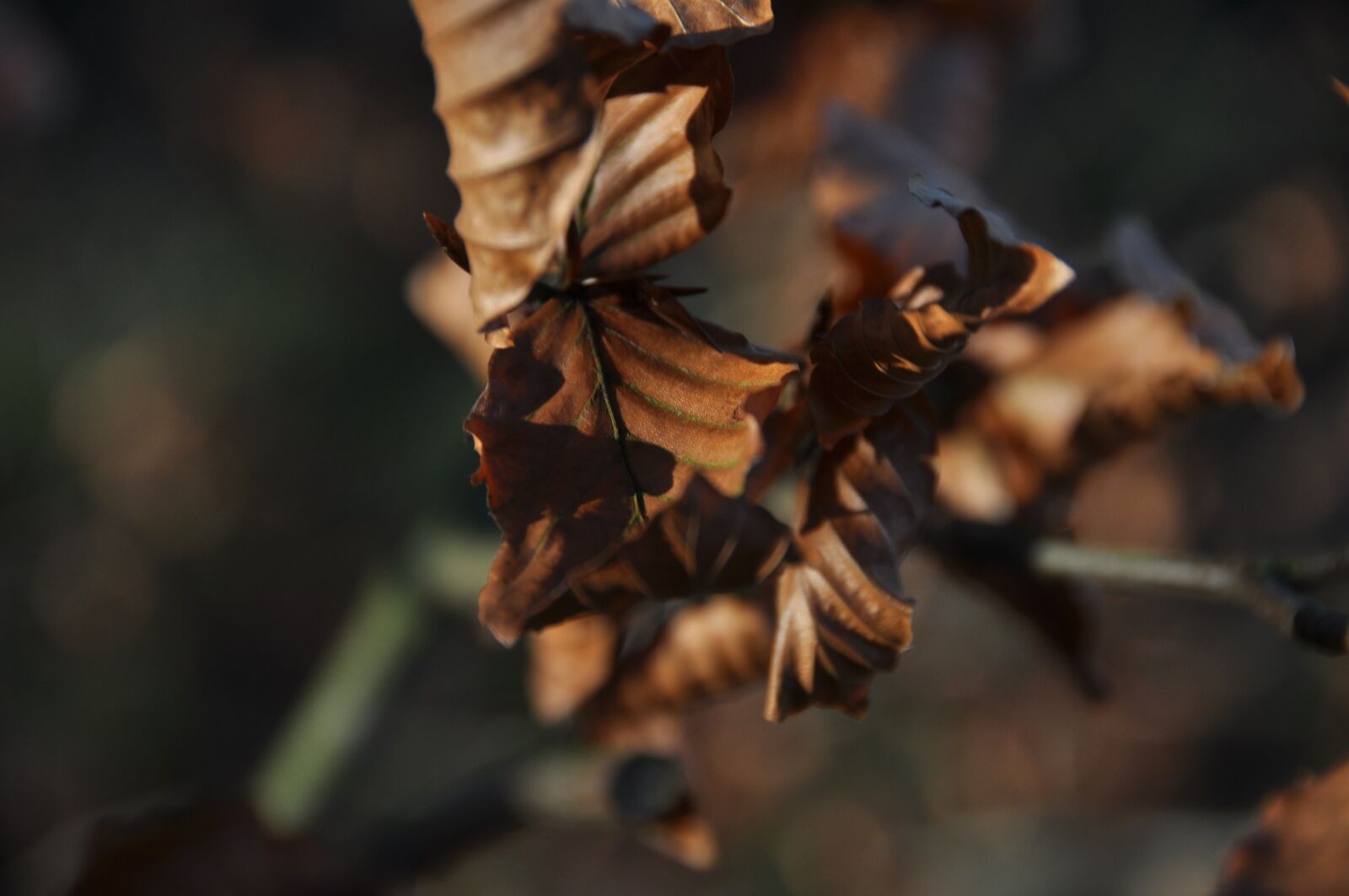 Nikon D5000 sample photo. Autumn, leaves, golden photography
