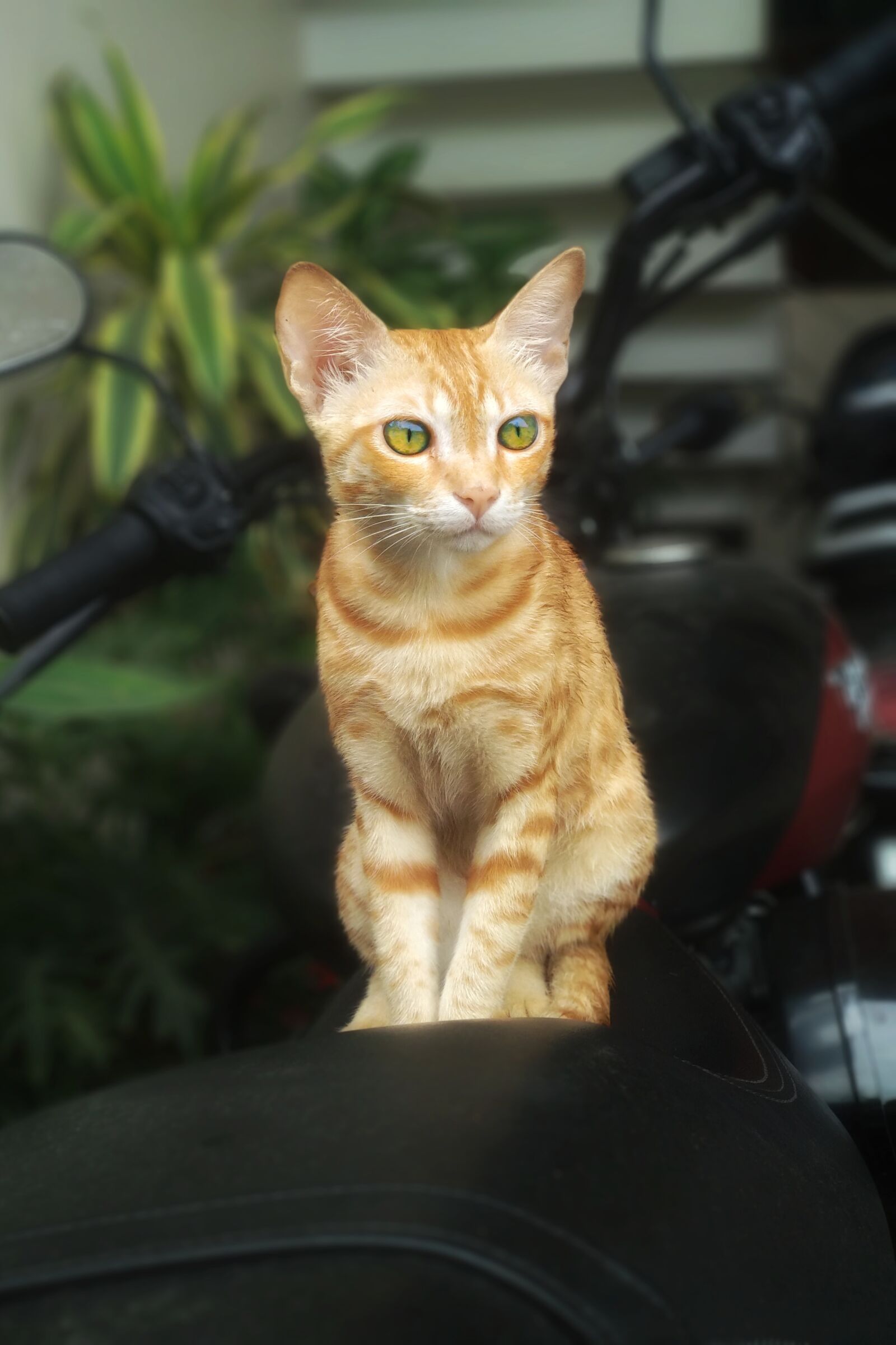Xiaomi Mi A1 sample photo. Cat, kitten, tabby cat photography