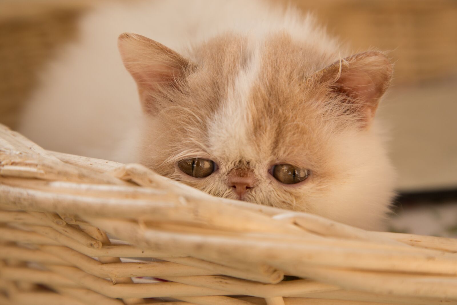 Canon EOS 6D + Canon EF 24-105mm F4L IS USM sample photo. Cute, cat, animal photography
