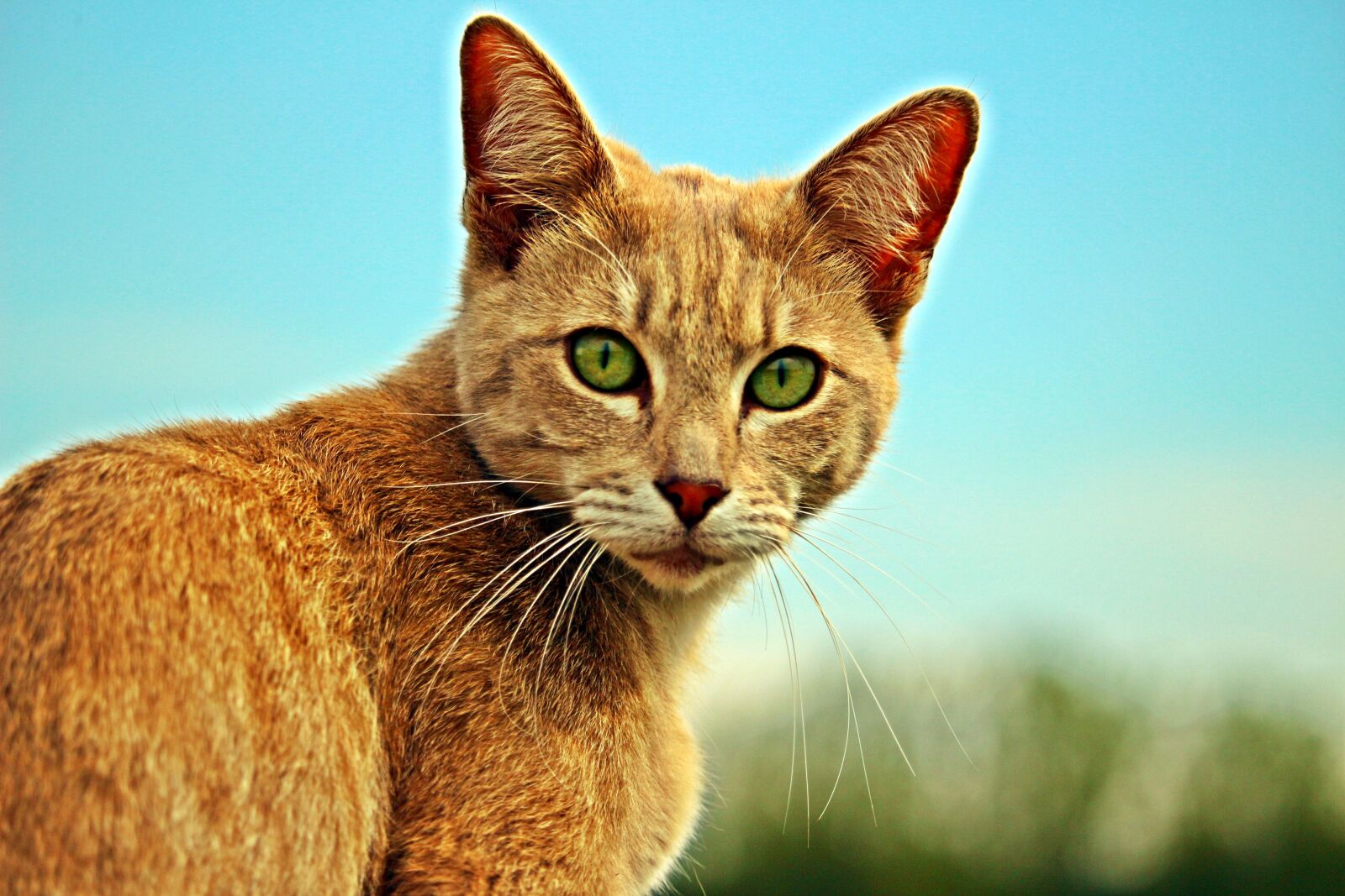 Canon EOS 100D (EOS Rebel SL1 / EOS Kiss X7) sample photo. Cat, mieze, rassekatze photography