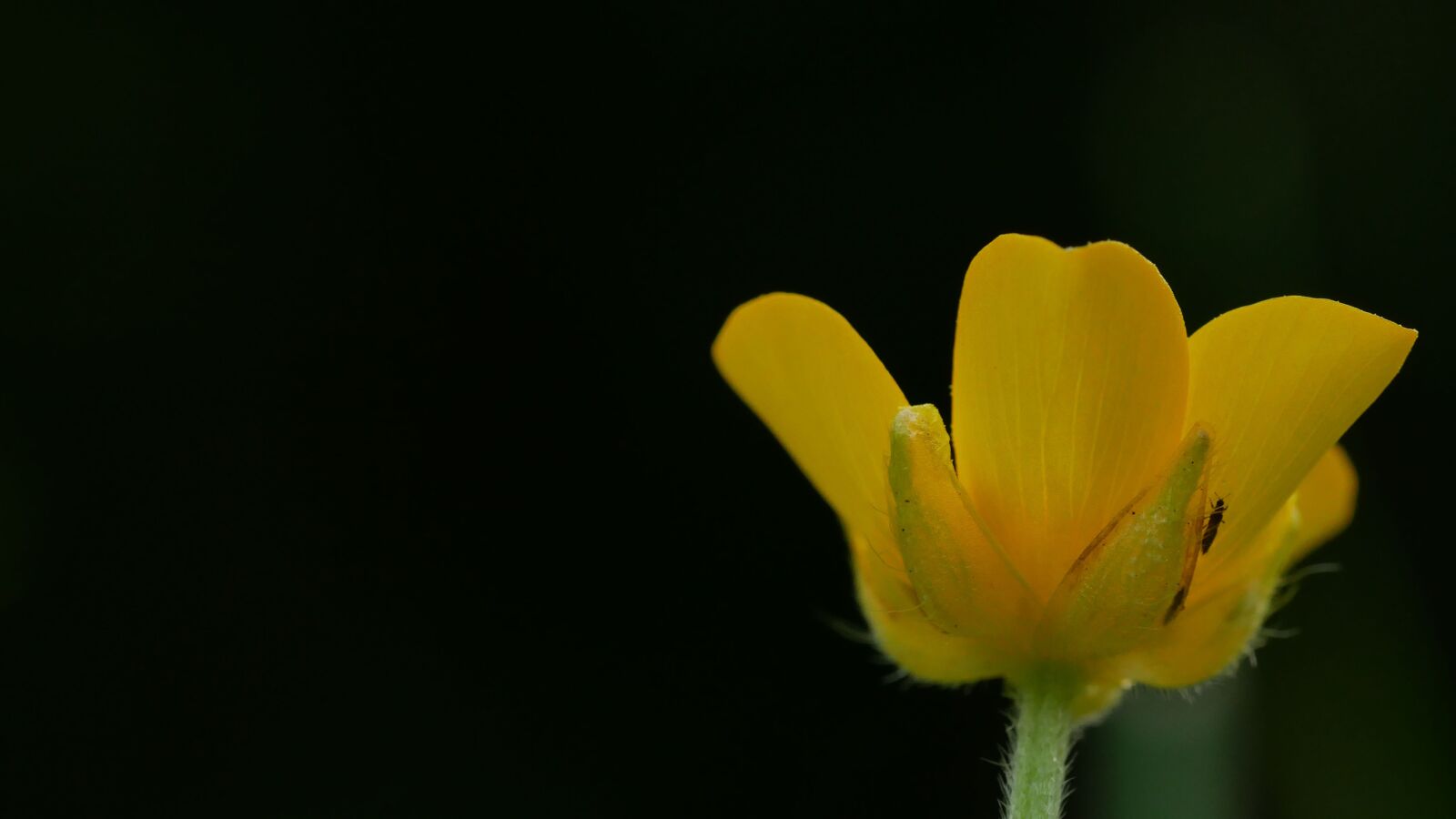 Panasonic Lumix DMC-G85 (Lumix DMC-G80) sample photo. Yellow, flora, lawn photography