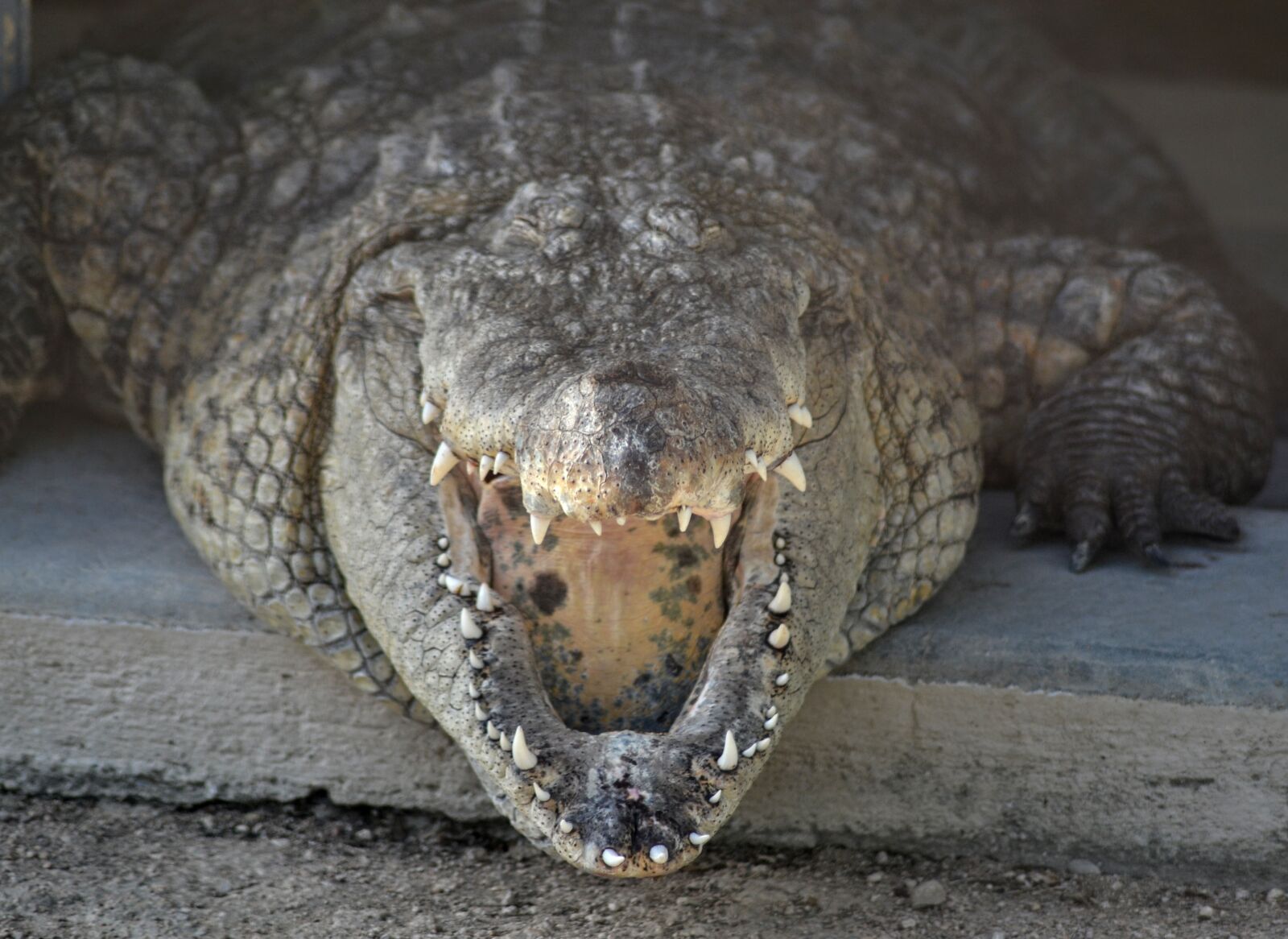 Nikon D3100 sample photo. Crocodile, nature, reptile photography