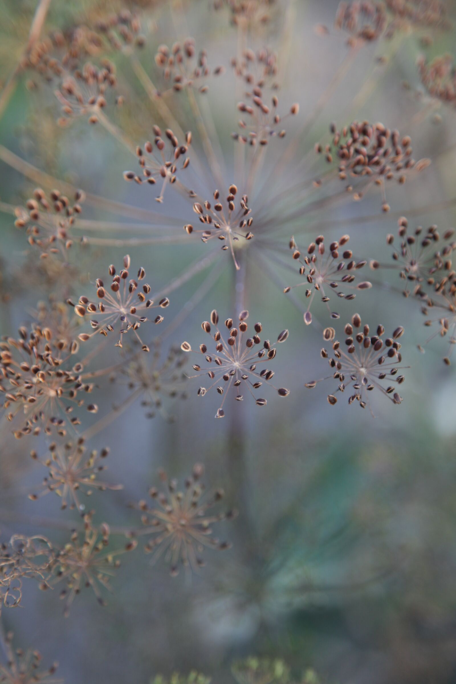 Canon EOS 5D Mark II sample photo. Grass, nature, dill photography
